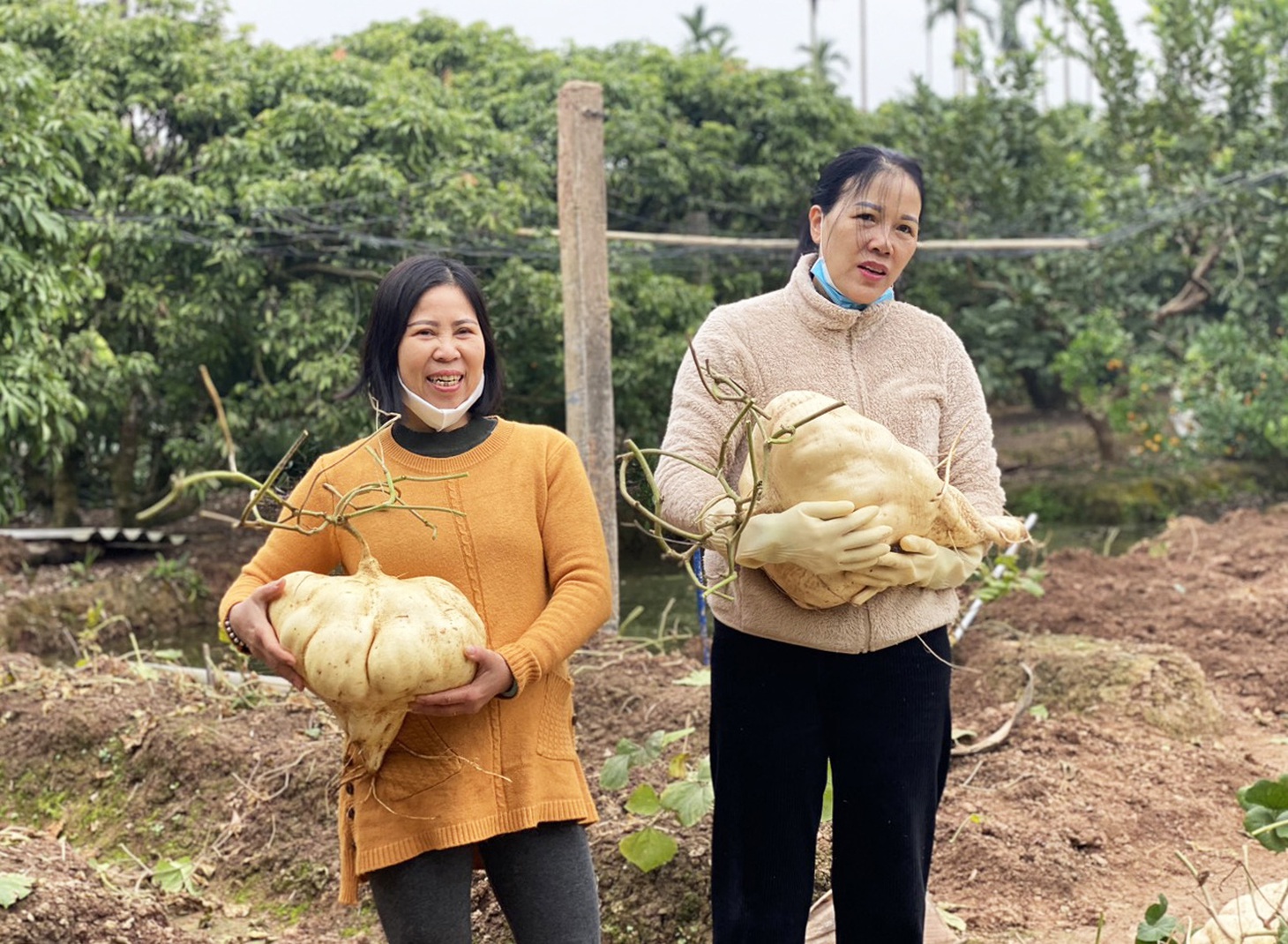 Việc trưng những củ đậu khổng lồ với hàm ý giúp "đậu" tài lộc, mang lại sự ngọt lành cho cả năm nên ngày càng được nhiều người tìm mua vào dịp Tết - Ảnh: M.NGUYỆT