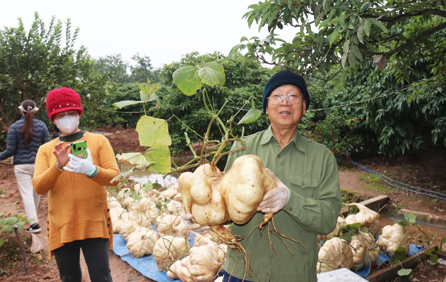 Những củ đậu của gia đình ông Liêm phải dùng cả hai tay để nhấc, kích thước lớn nên dần trở thành thú chơi độc lạ dịp Tết - Ảnh: M.NGUYỆT