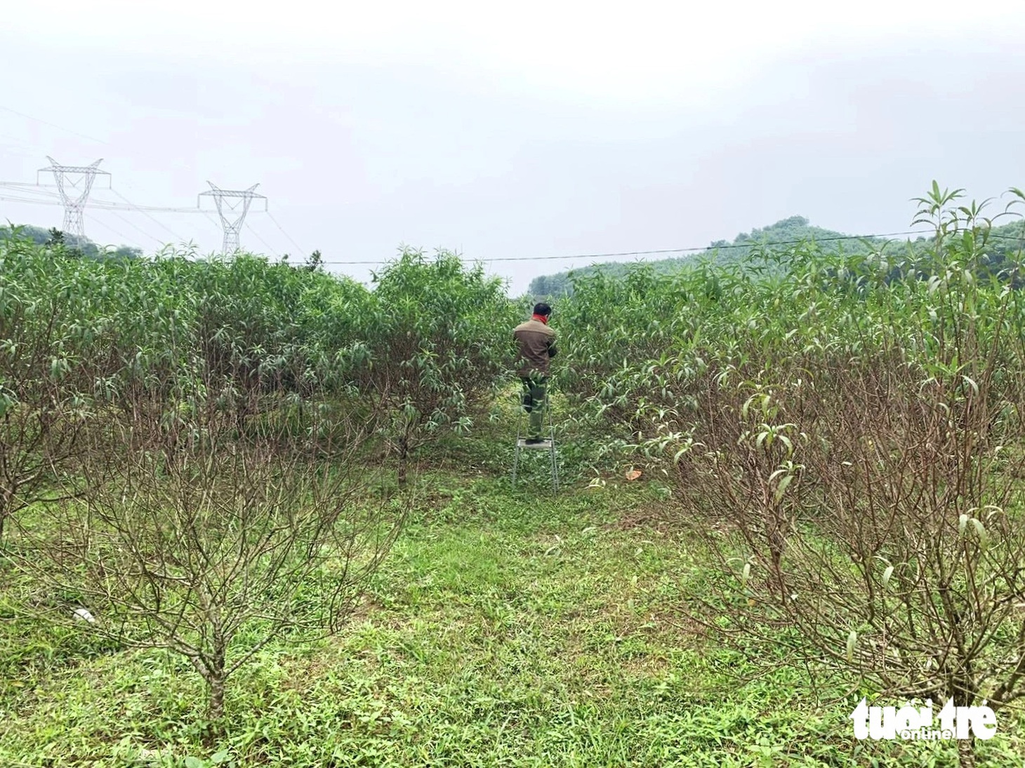 Thủ phủ đào phai hối hả vào mùa tuốt lá - Ảnh 8.