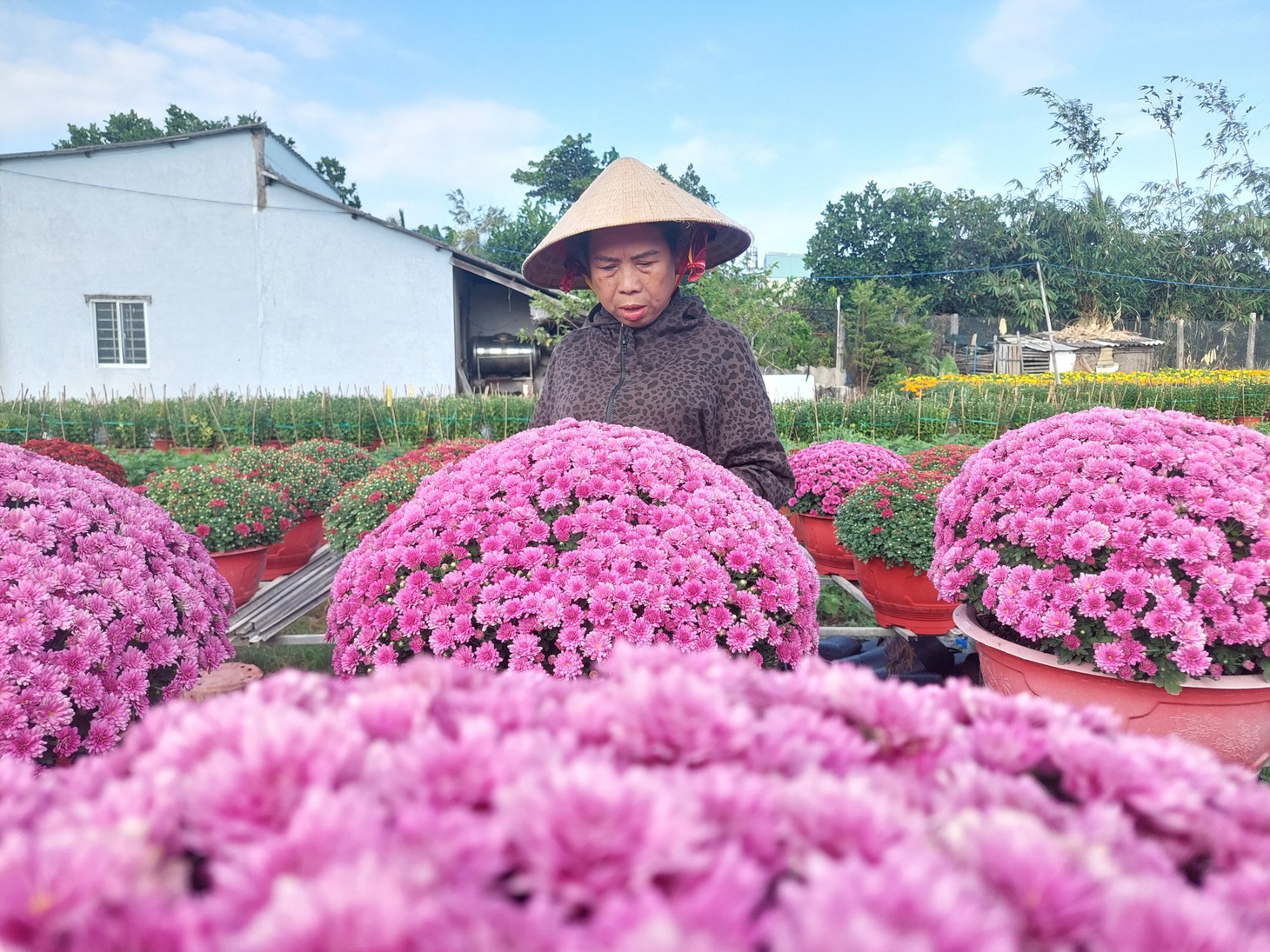 Để có những chậu cúc nở bung đều, người trồng hoa phải có kỹ thuật trồng - Ảnh: T. LŨY