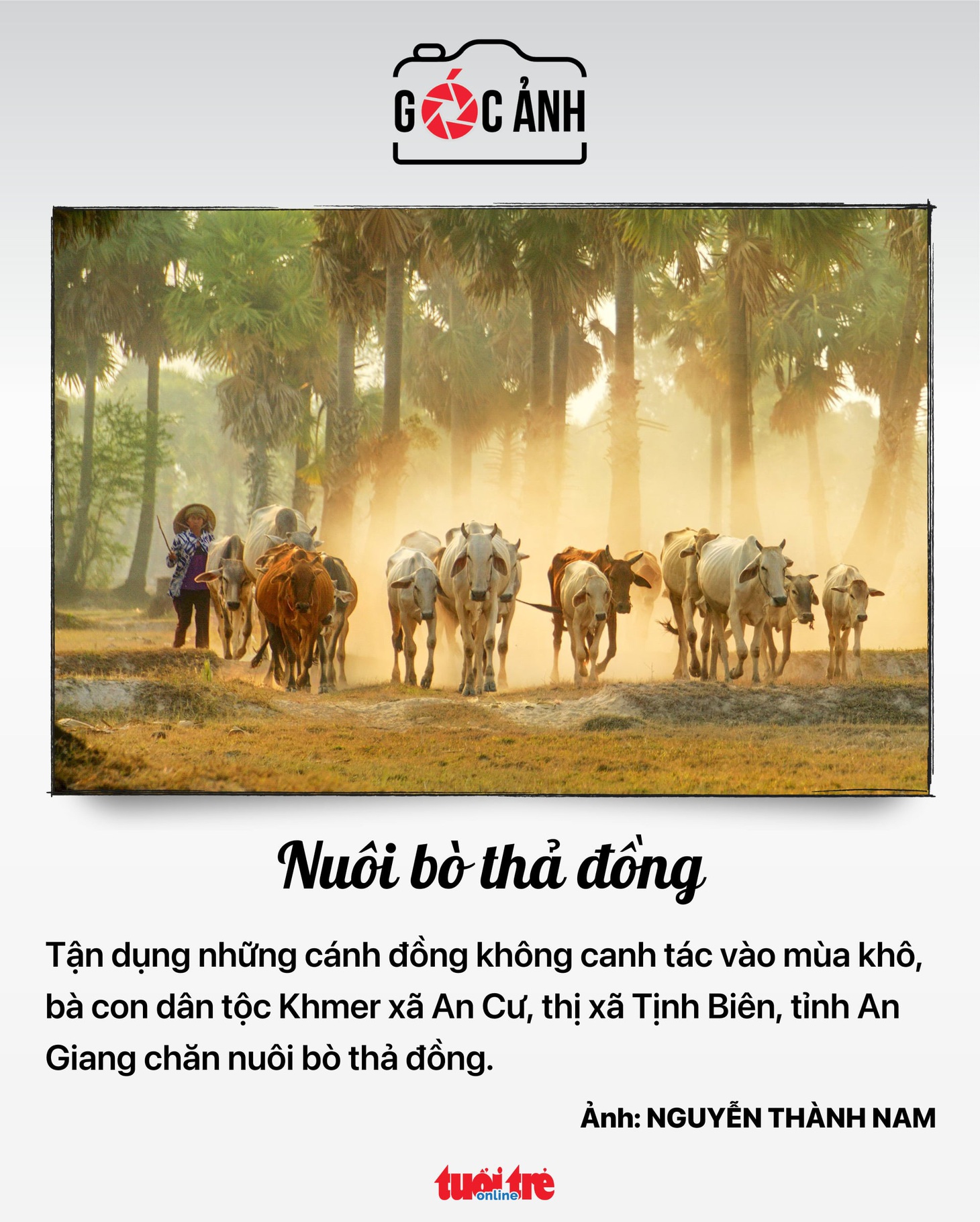 Nuôi bò thả đồng - Ảnh: NGUYỄN THÀNH NAM