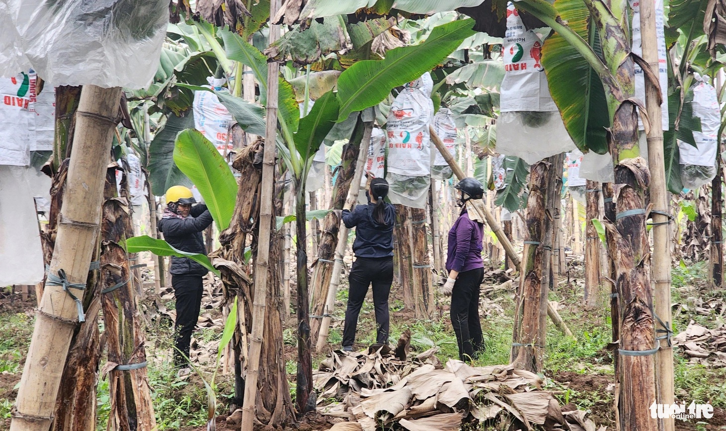 Thương lái tìm về tận vườn kiểm tra, đánh dấu chốt mua chuối tại vườn - Ảnh: T.THẮNG
