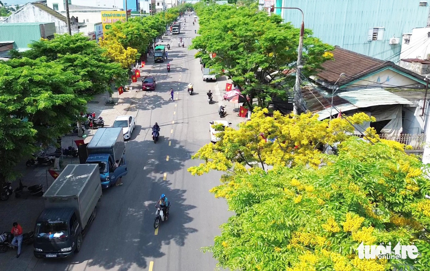 Hoa sưa nở vàng ở tuyến đường Trần Cao Vân