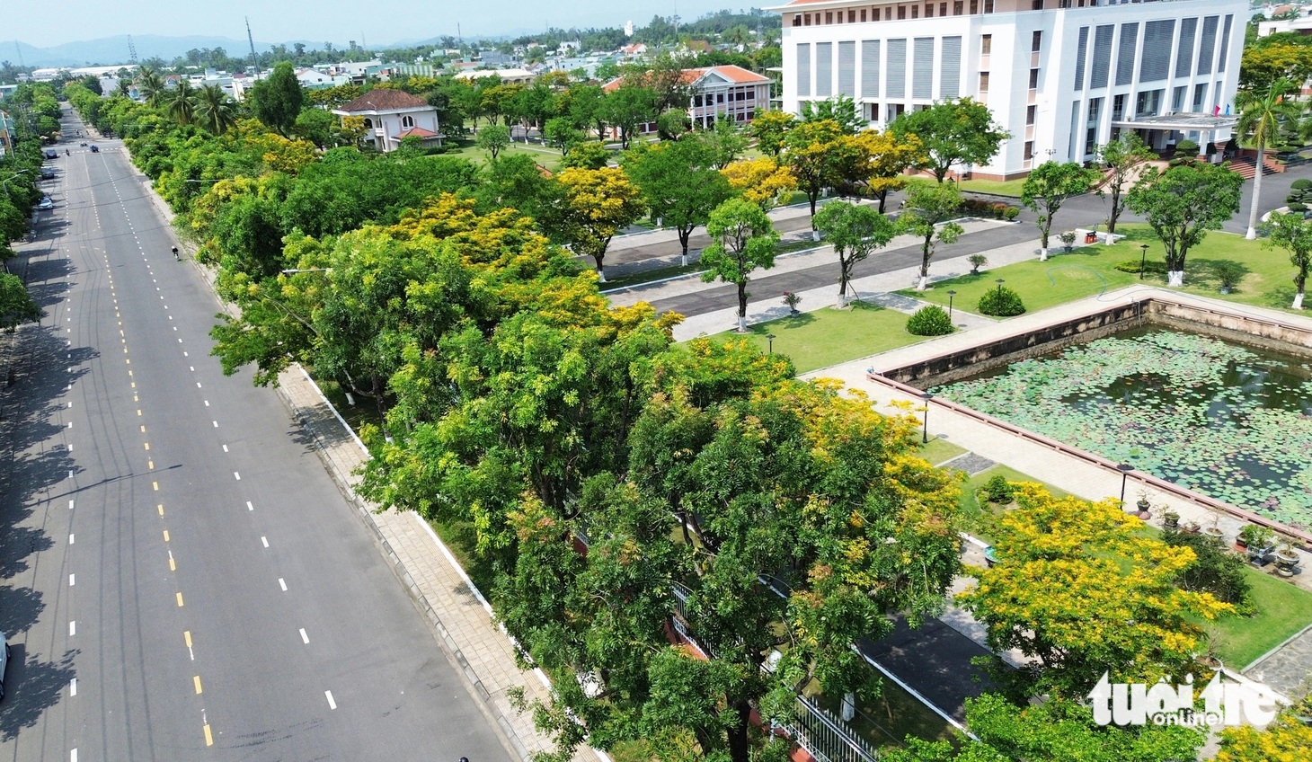 Những cây sưa trong trụ sở tỉnh Quảng Nam nở vàng