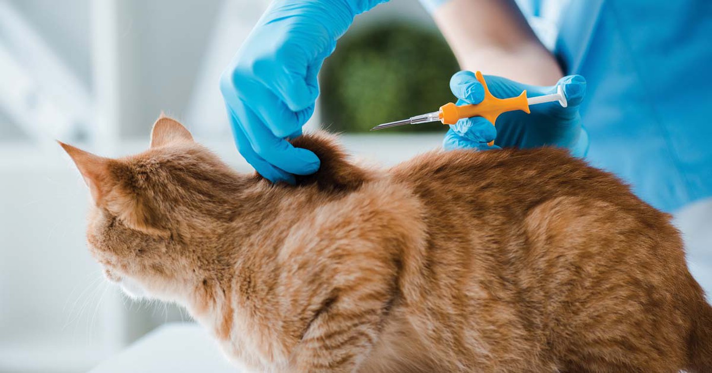 Gắn chip trên mèo - Ảnh: VET TIMES