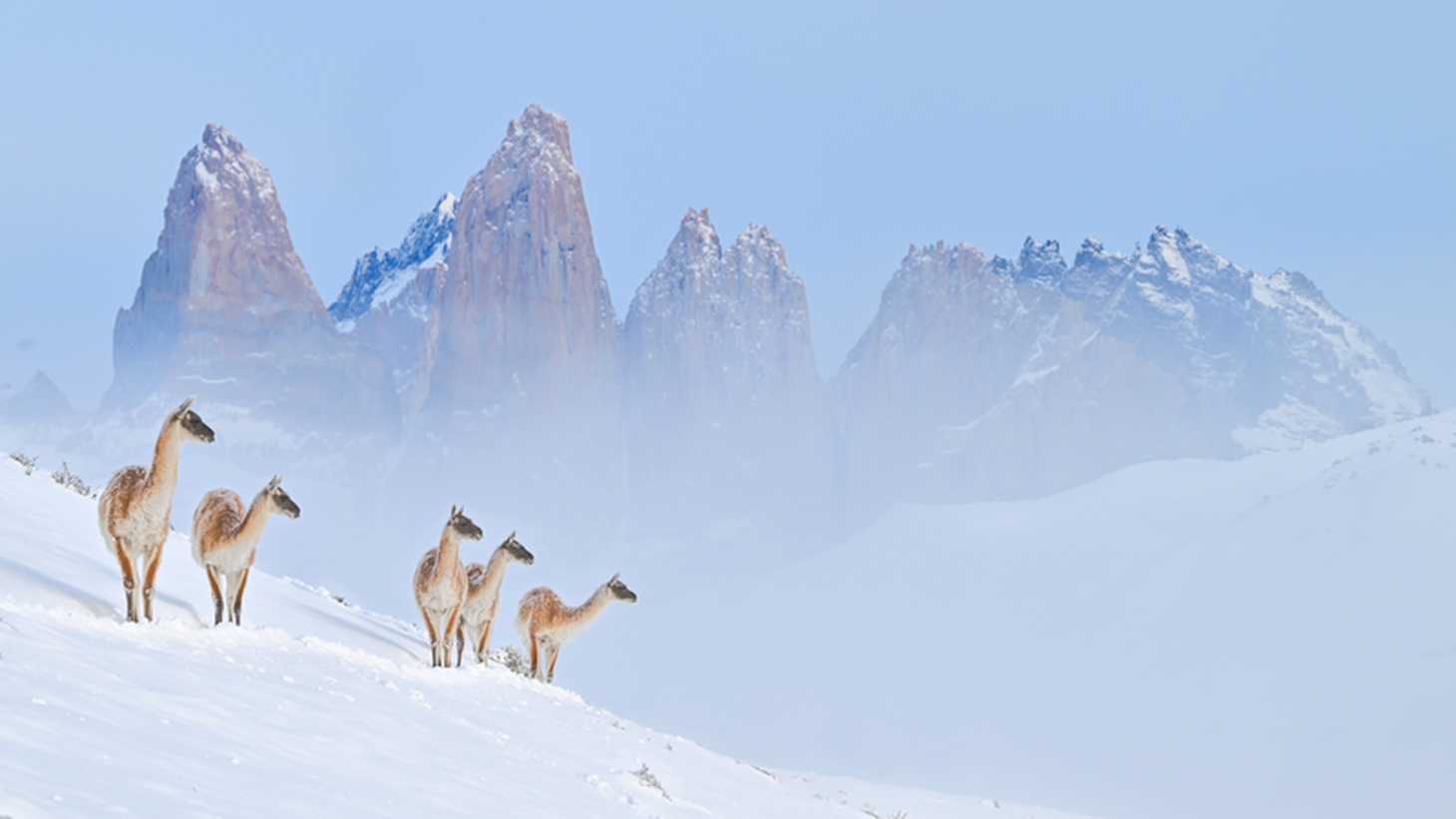 Tác giả đặt tên bức ảnh này là “Nhân vật bất ngờ của mùa đông”. Ông chia sẻ: