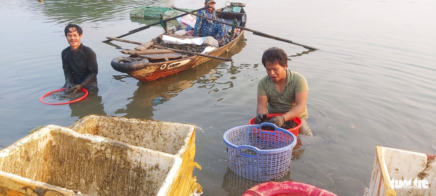 Ngư dân bắt bờm bợp trên sông Hàn