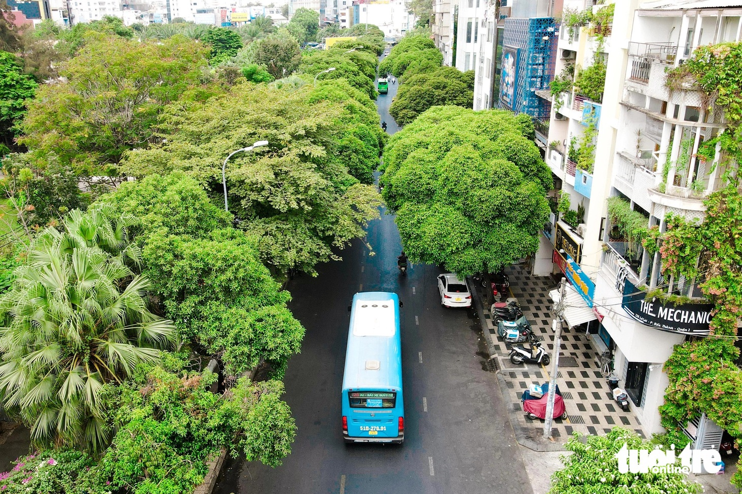 Hàng cây dọc đường Lê Lai (gần công viên 23-9, quận 1, TP.HCM) sinh trưởng tốt, tỏa bóng kín một góc đường - Ảnh: PHƯƠNG NHI