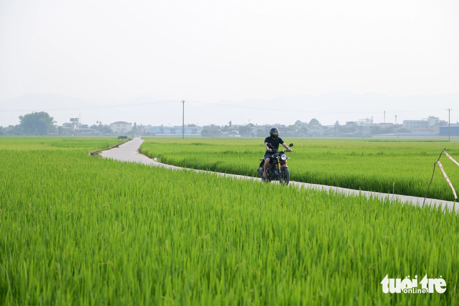 Cánh đồng Mường Thanh hôm nay - Ảnh: NAM TRẦN