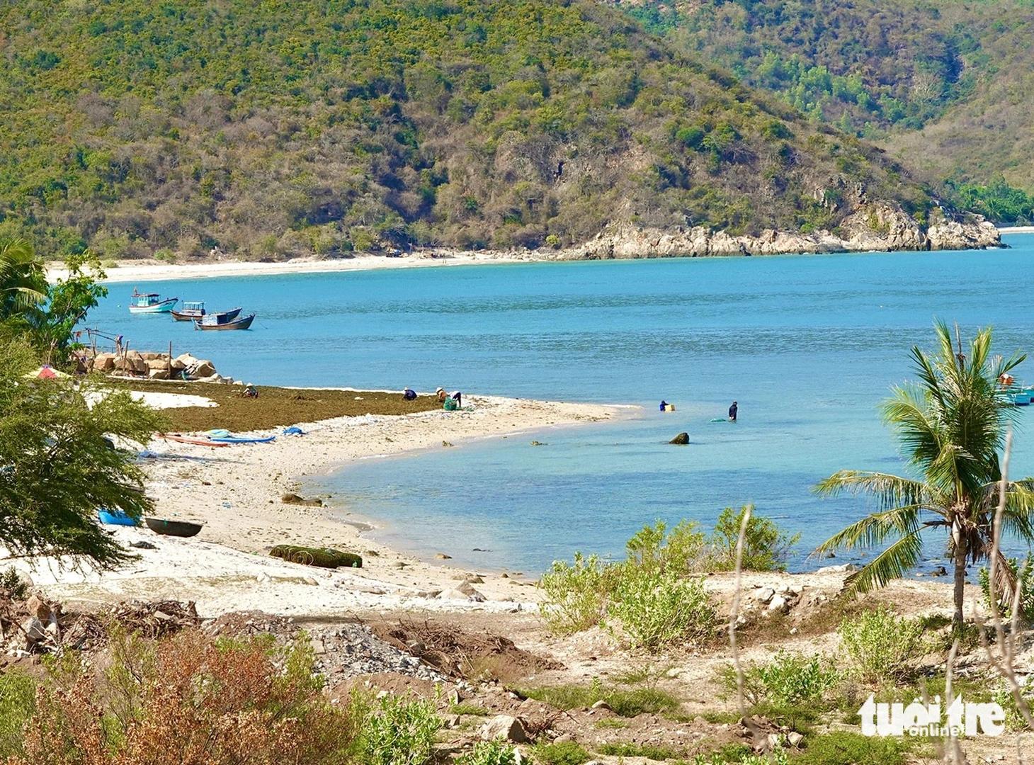 Những người nuôi và phơi rong sụn trên bãi biển Ninh Vân. Tại vùng biển này, người dân sống bằng ngư nghiệp, nông nghiệp và bây giờ manh nha những dịch vụ phục vụ du khách, hứa hẹn sẽ trở thành một điểm hút khách trong thời gian tới