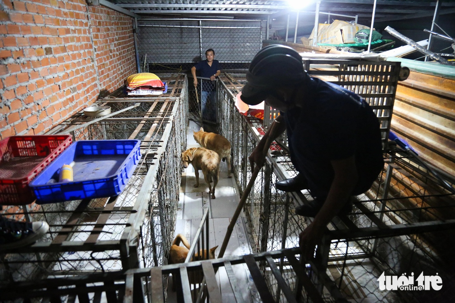 Sau hơn 4 tiếng ra quân, các chú chó được mang về địa điểm tạm giữ ở Ban chỉ huy quân sự phường Hiệp Bình Chánh