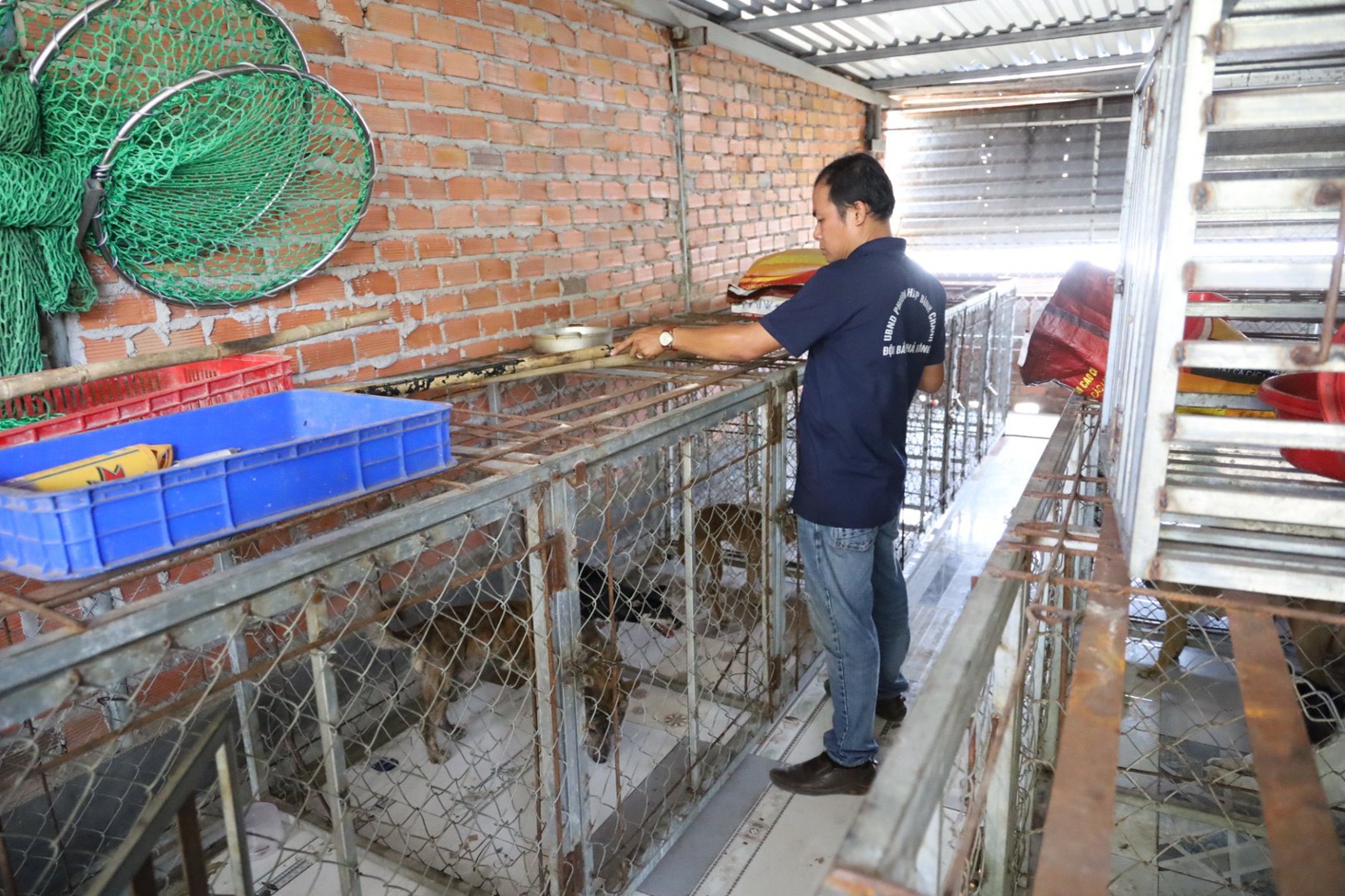 Chó thả rông bắt về sẽ được nuôi nhốt riêng, chăm sóc tránh tình trạng lây bệnh, đặc biệt trong tình hình bệnh dại bùng phát - Ảnh: NGỌC QUÝ
