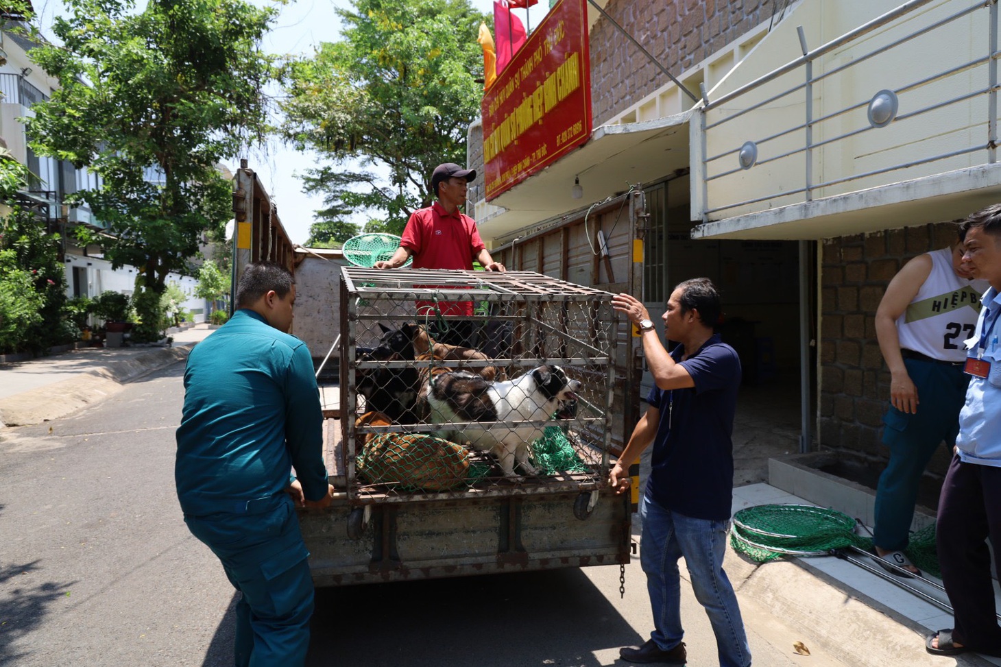 Chó thả rông sẽ được đưa về Ban chỉ huy quân sự phường Hiệp Bình Chánh - Ảnh: NGỌC QUÝ