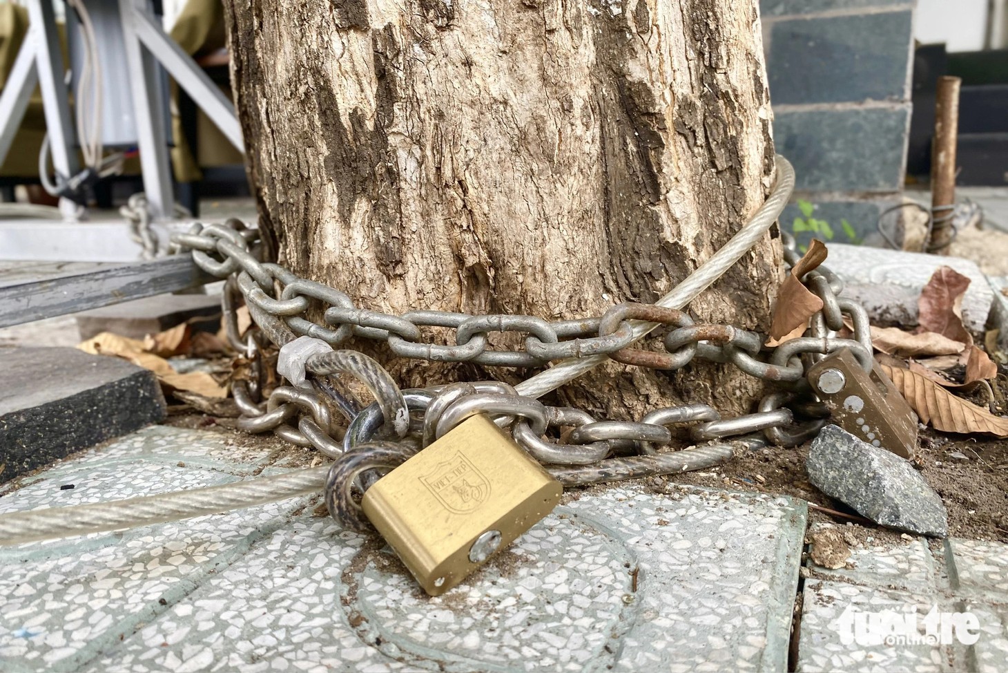 Thậm chí có cây xanh bị người dân dùng xích, ổ khóa thắt chặt phần gốc&nbsp;