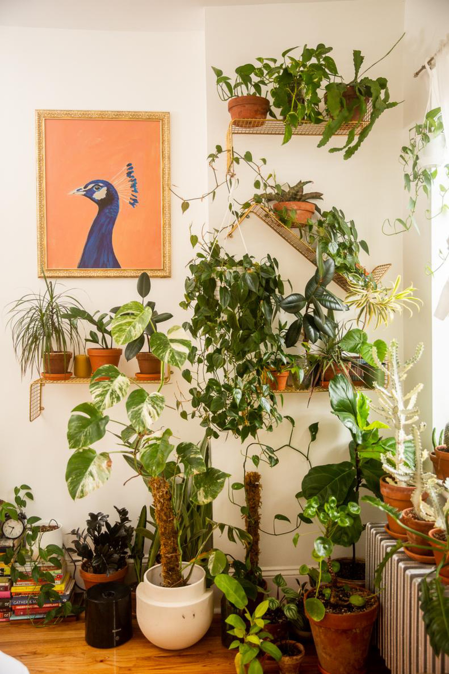 Một trong những điểm yêu thích trong phòng ngủ của Christopher là Monstera 'Albo Variegata' (trầu bà lá xẻ đột biến) có vân trắng - Ảnh: HGTV