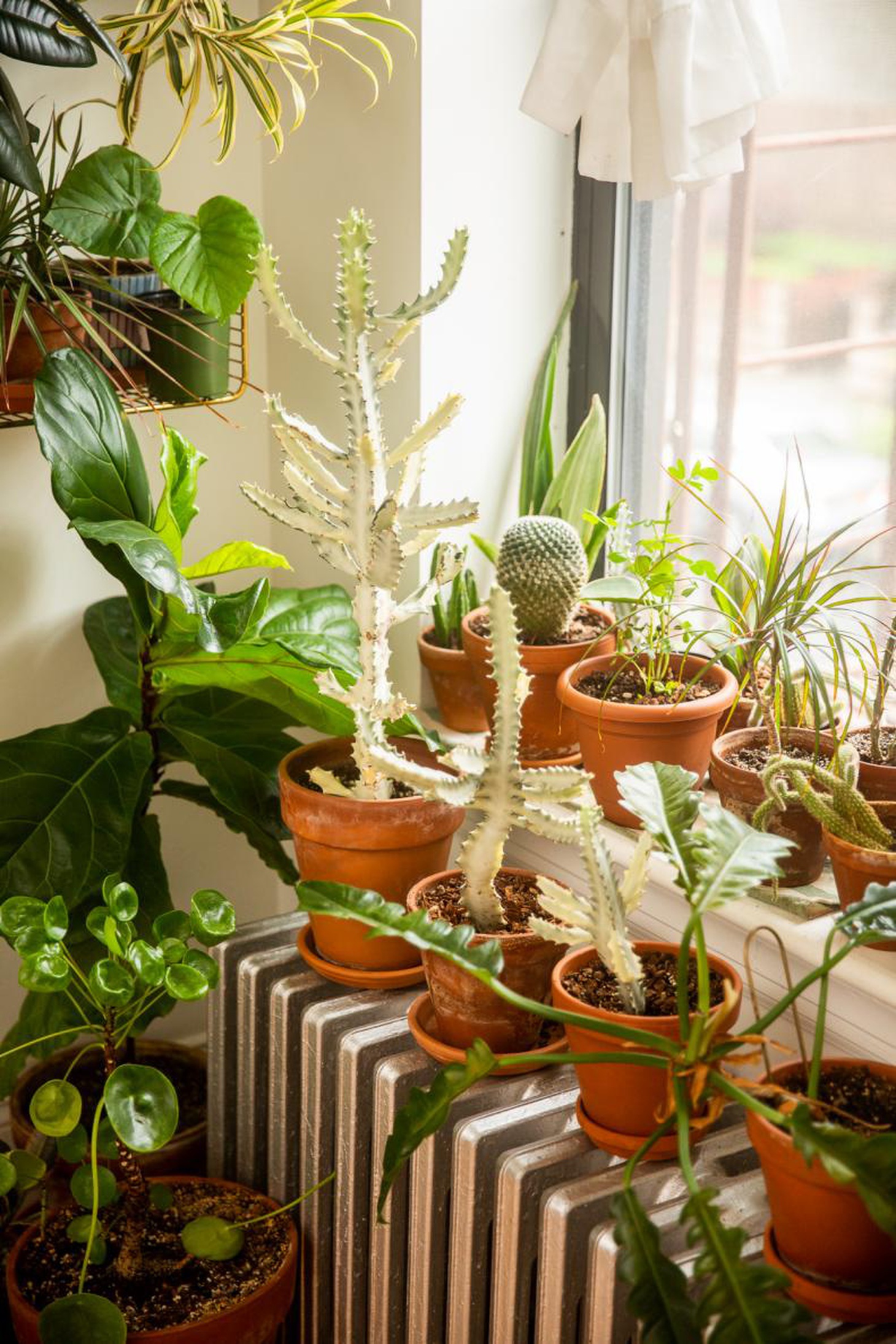 Bộ sưu tập nhỏ các loài xương rồng - Ảnh: HGTV