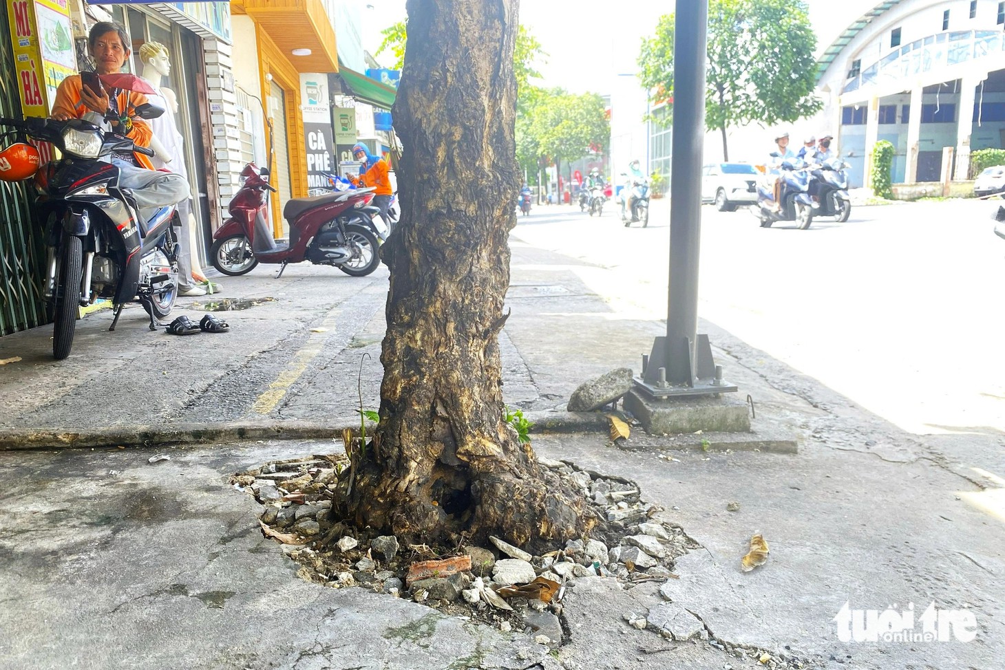 Nhiều cây xanh trên đường Nguyễn Kiệm bị bê tông 'bóp nghẹt' trong thời gian dài khiến gốc cây biến dạng&nbsp;