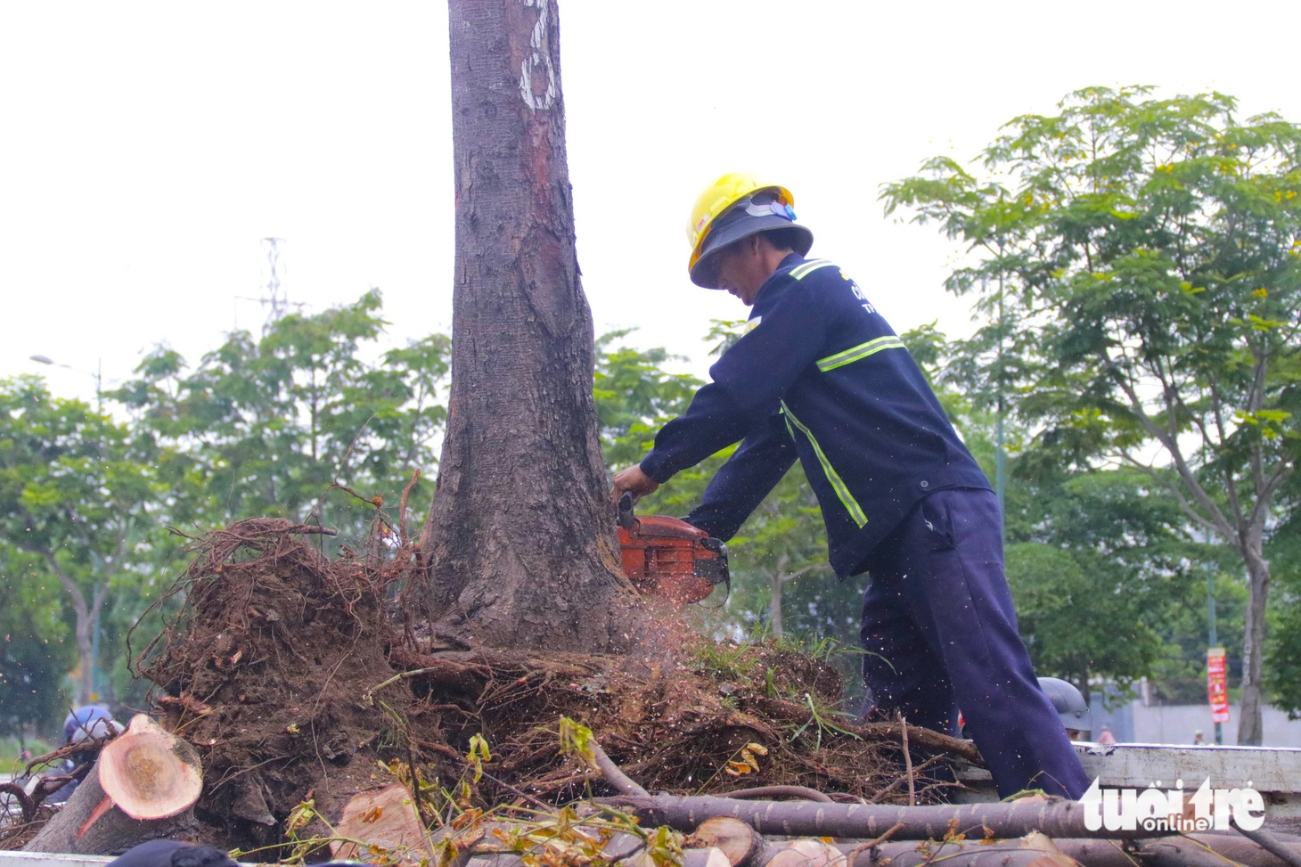 Các cây xanh chết trên tuyến đường này phần lớn đã bị héo khô hoàn toàn, có đường kính gốc 30-40cm, cao 4-5m - Ảnh: TIẾN QUỐC