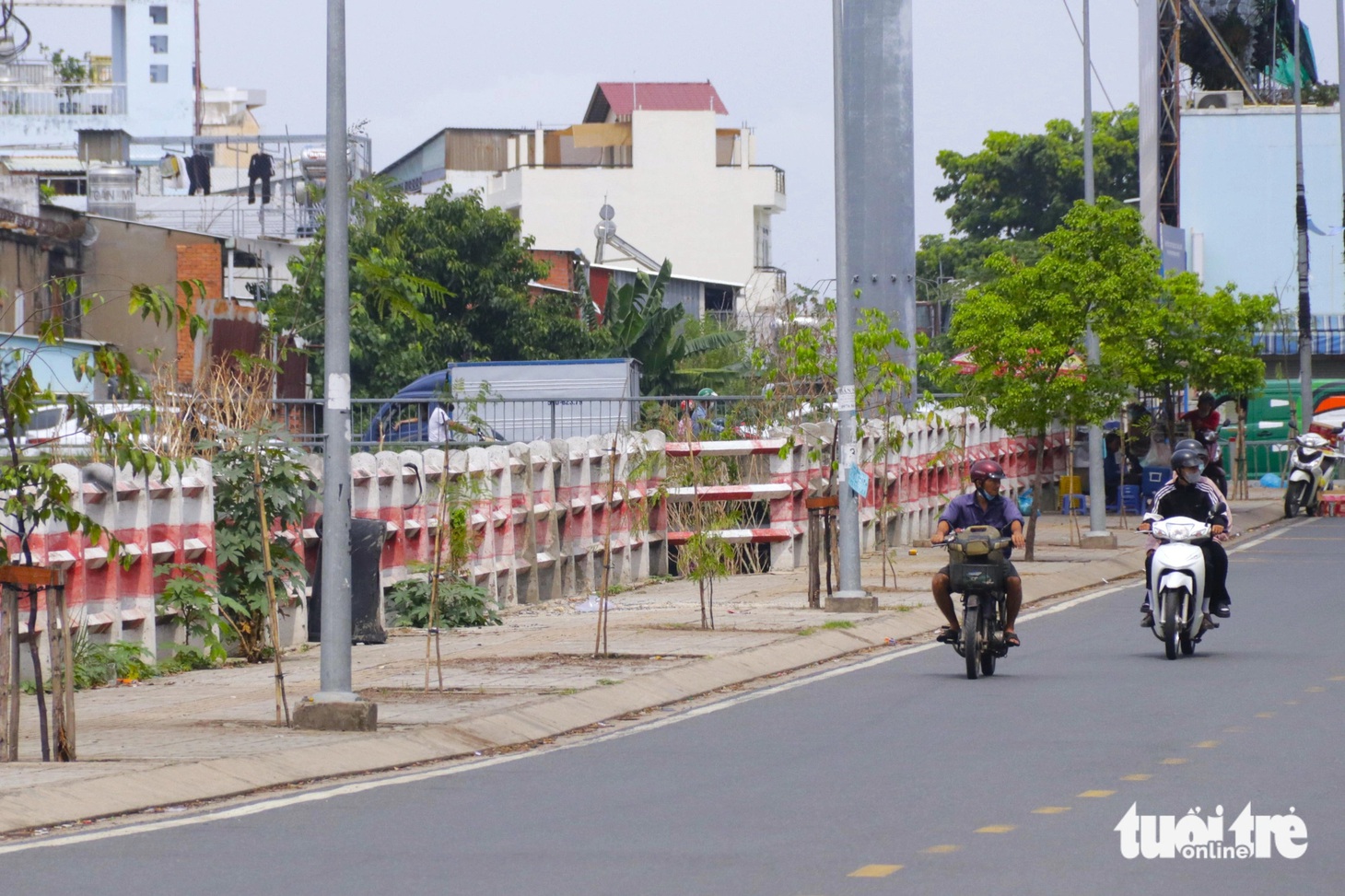 Dọc hai bên tuyến đường Lương Ngọc Quyến (phường 5, quận Gò Vấp), khoảng 35 cây xanh chết khô và có dấu hiệu héo úa đã được trồng cây mới thay thế - Ảnh: PHƯƠNG NHI
