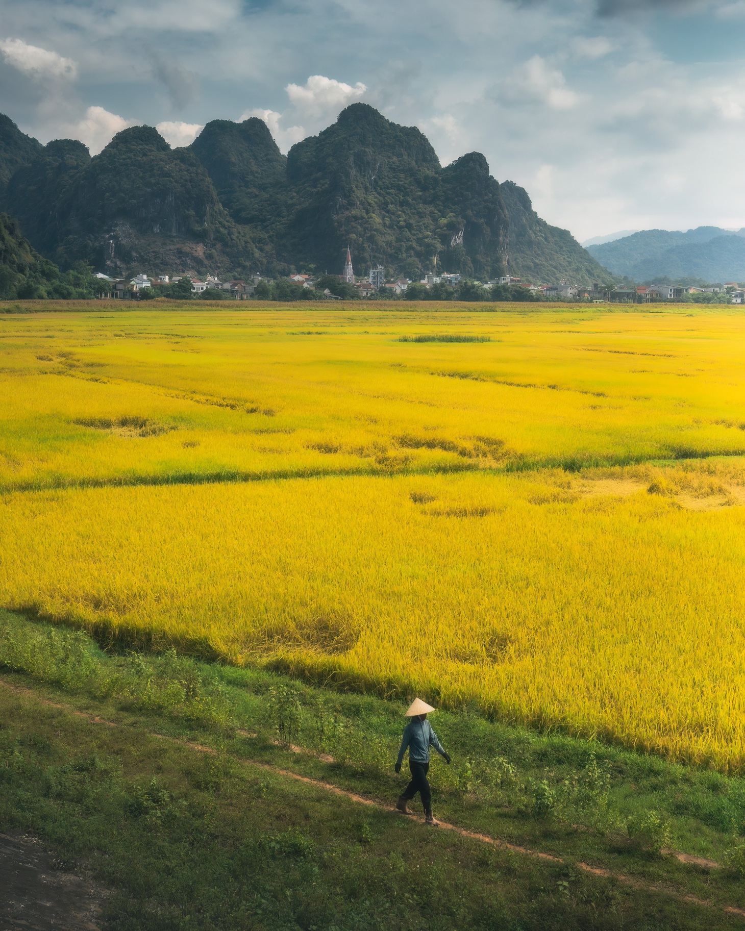 Người nông dân đi bên đồng lúa chín vàng ở Ninh Bình - Ảnh: HARRY BRADLEY&nbsp;