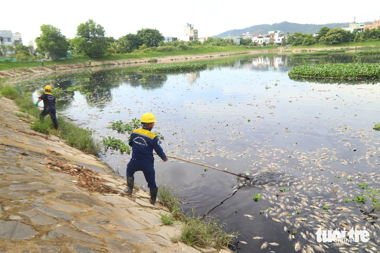 Cá chết chủ yếu là cá rô phi