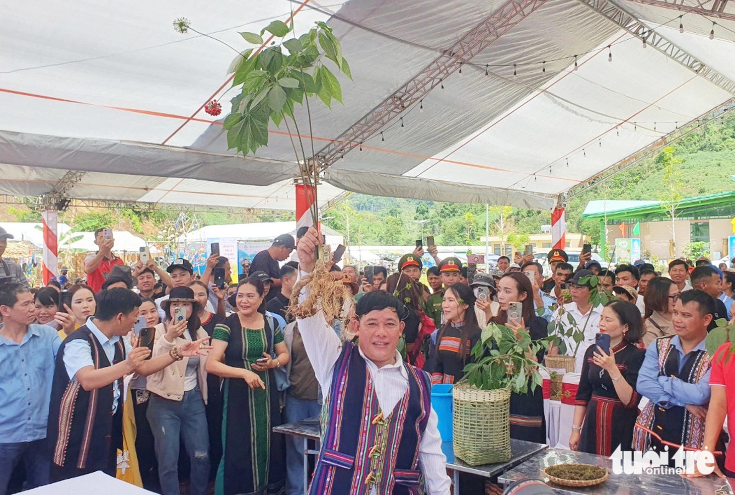 3 cây sâm của ông Nguyễn Văn Lượng được chốt với tổng số tiền 129 triệu đồng - Ảnh: L.TRUNG