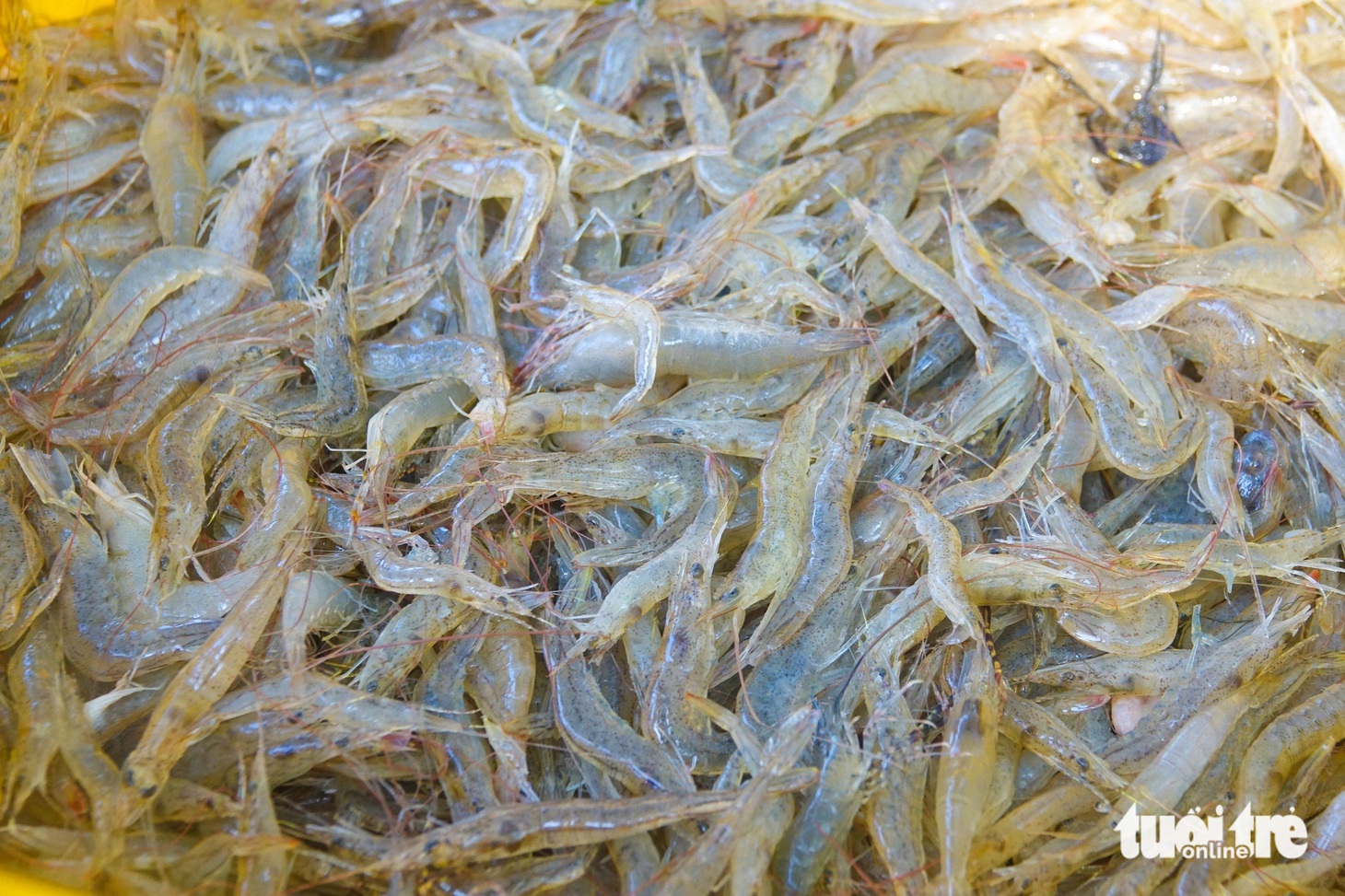 Săn cá, tép lạc ra biển mặn Kiên Giang để đón Tết - Ảnh 2.