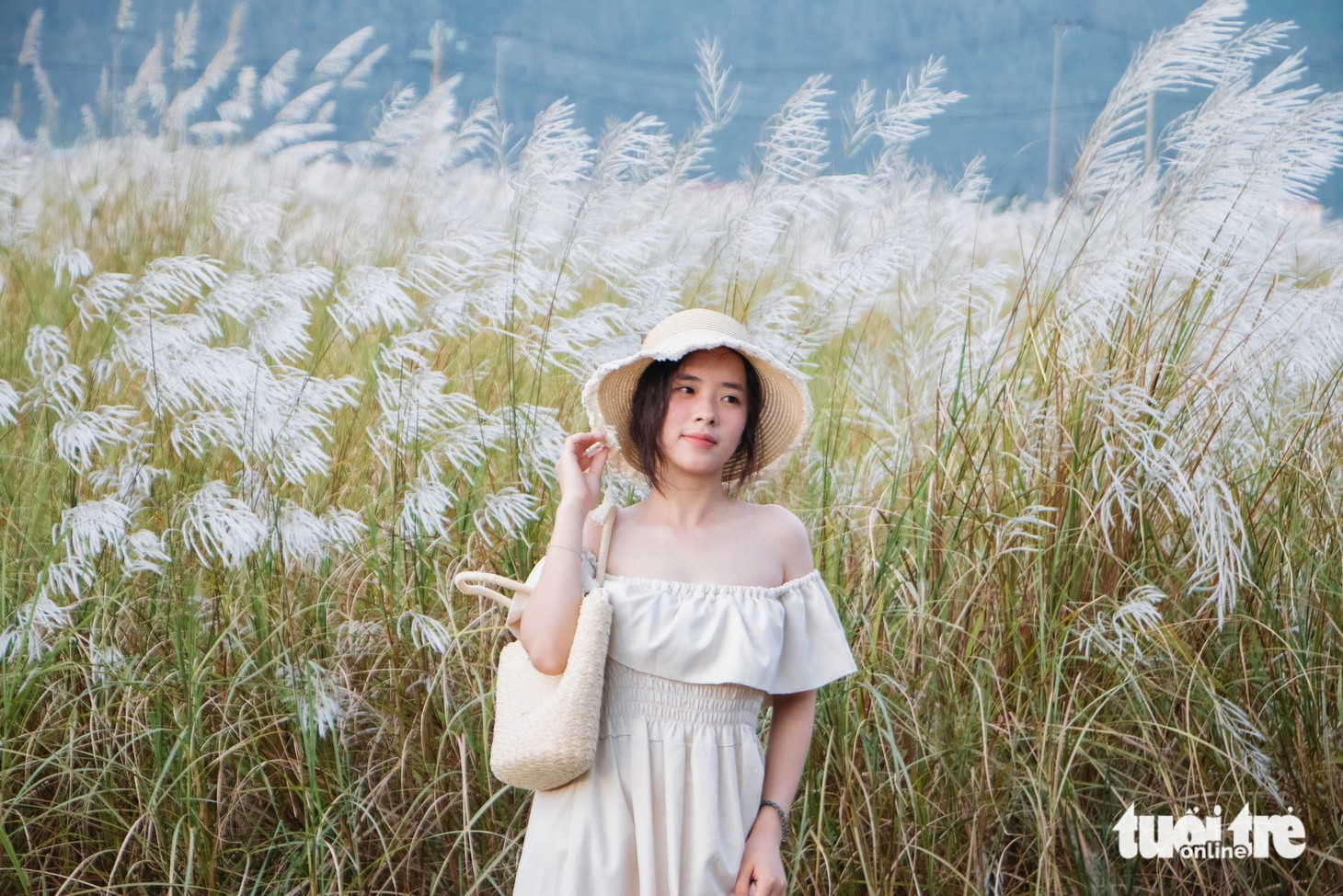 Cỏ lau - Ảnh 2.