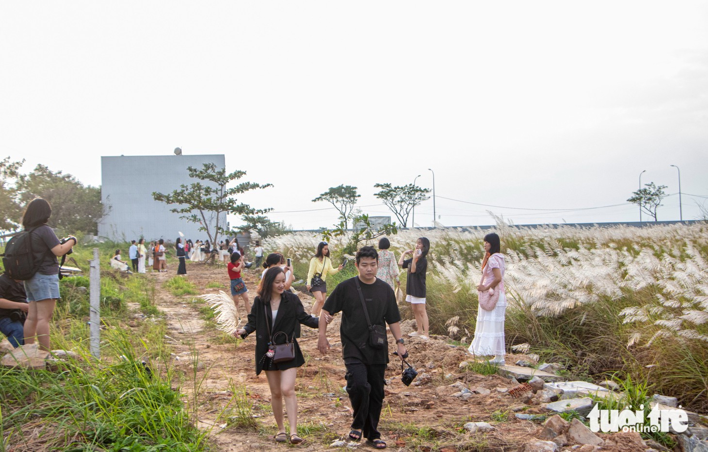 Cỏ lau - Ảnh 3.