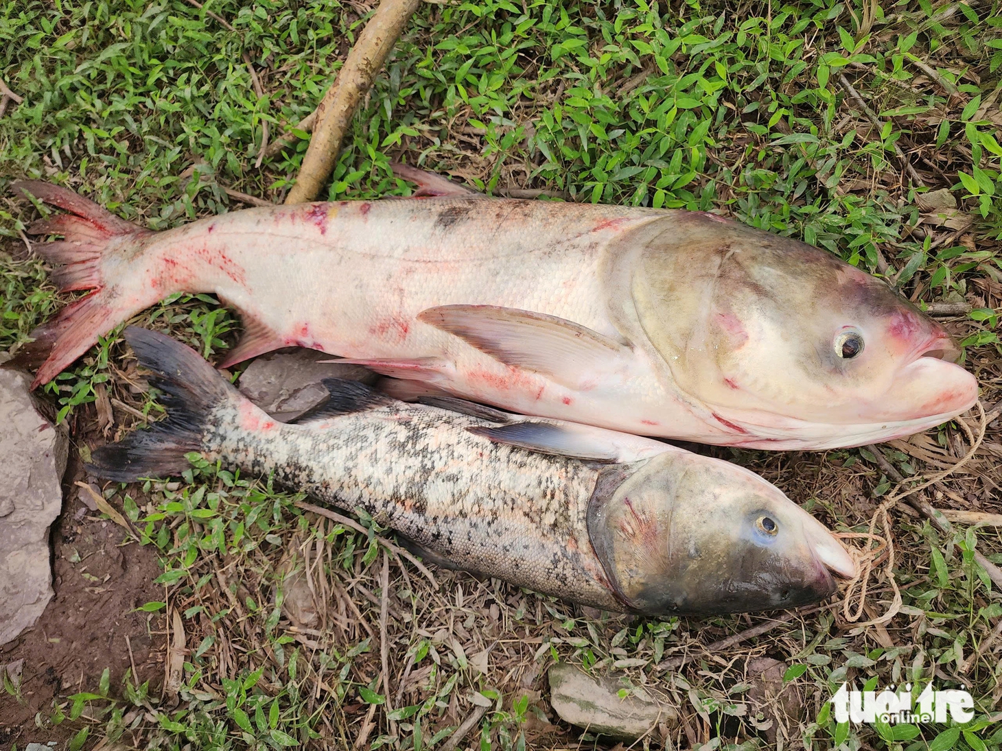 Người dân đua nhau săn cá 'khủng' dưới xả tràn lũ hồ Kẻ Gỗ - Ảnh 4.