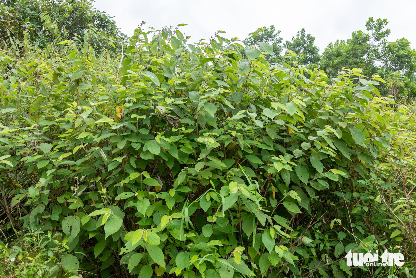 an xoa - Ảnh 5.