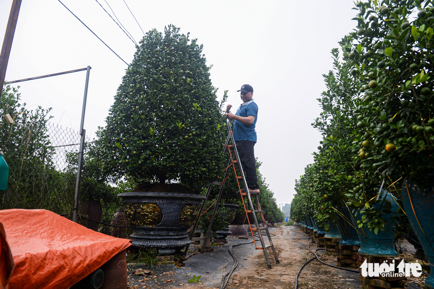 Làng đào, làng quất Hà Nội 'tất bật' vào mùa tuốt lá, uốn thế đón xuân - Ảnh 13.