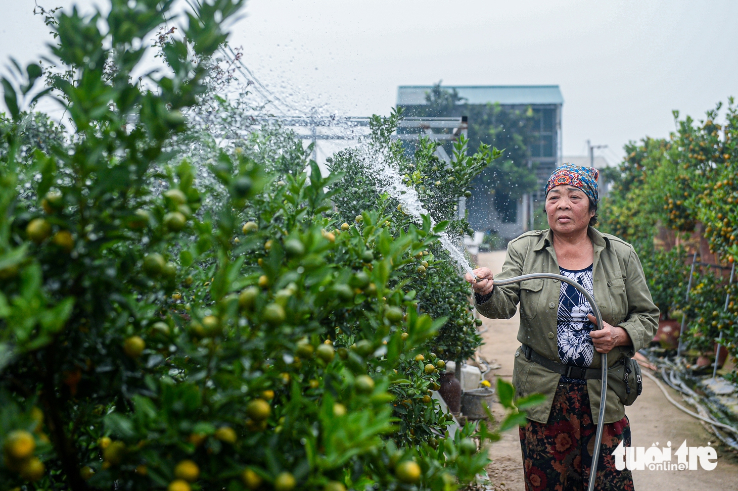 Làng đào, làng quất Hà Nội 'tất bật' vào mùa tuốt lá, uốn thế đón xuân - Ảnh 15.
