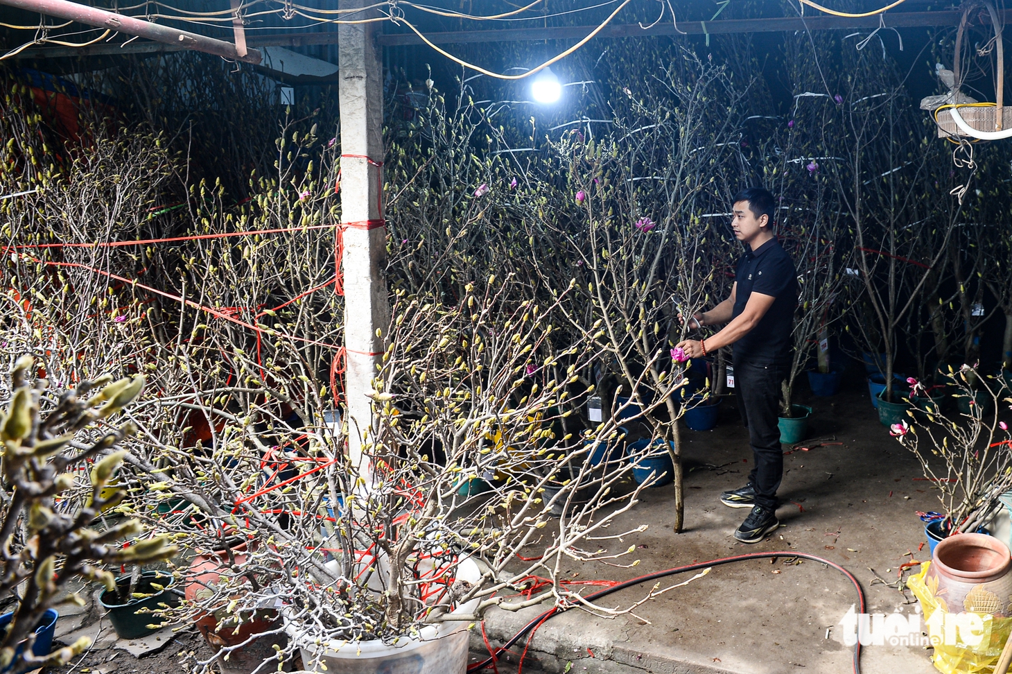 mộc lan - Ảnh 2.