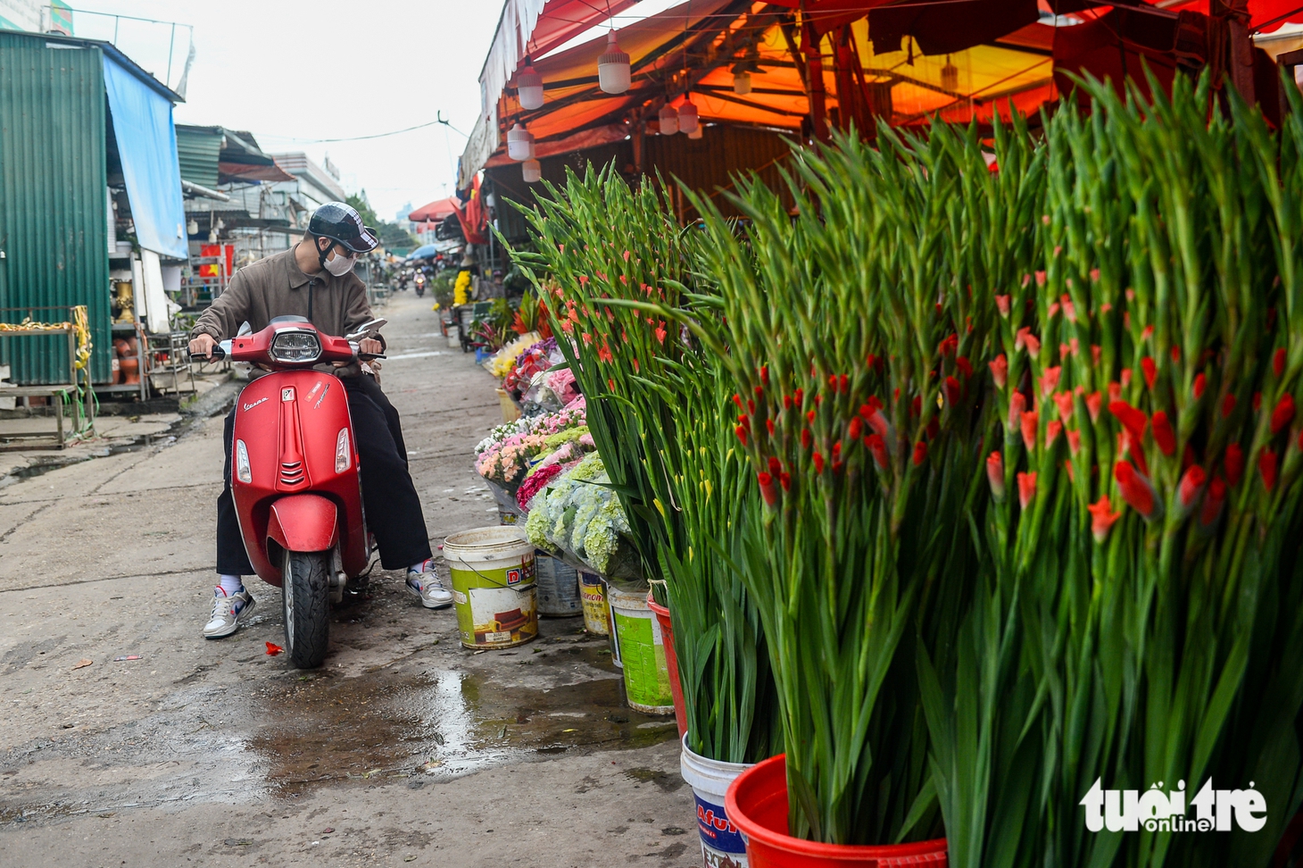 mộc lan - Ảnh 7.