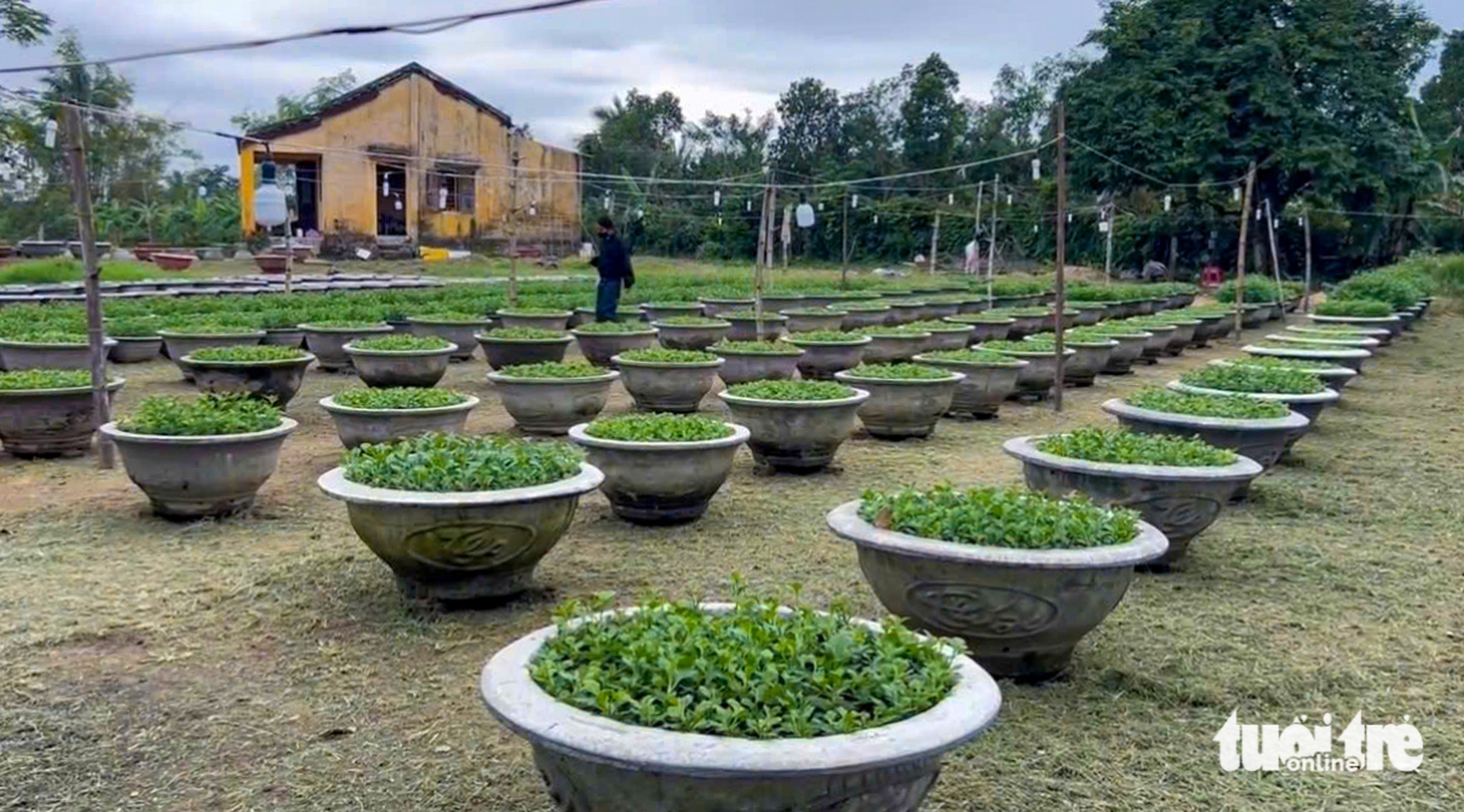 hoa cúc - Ảnh 6.