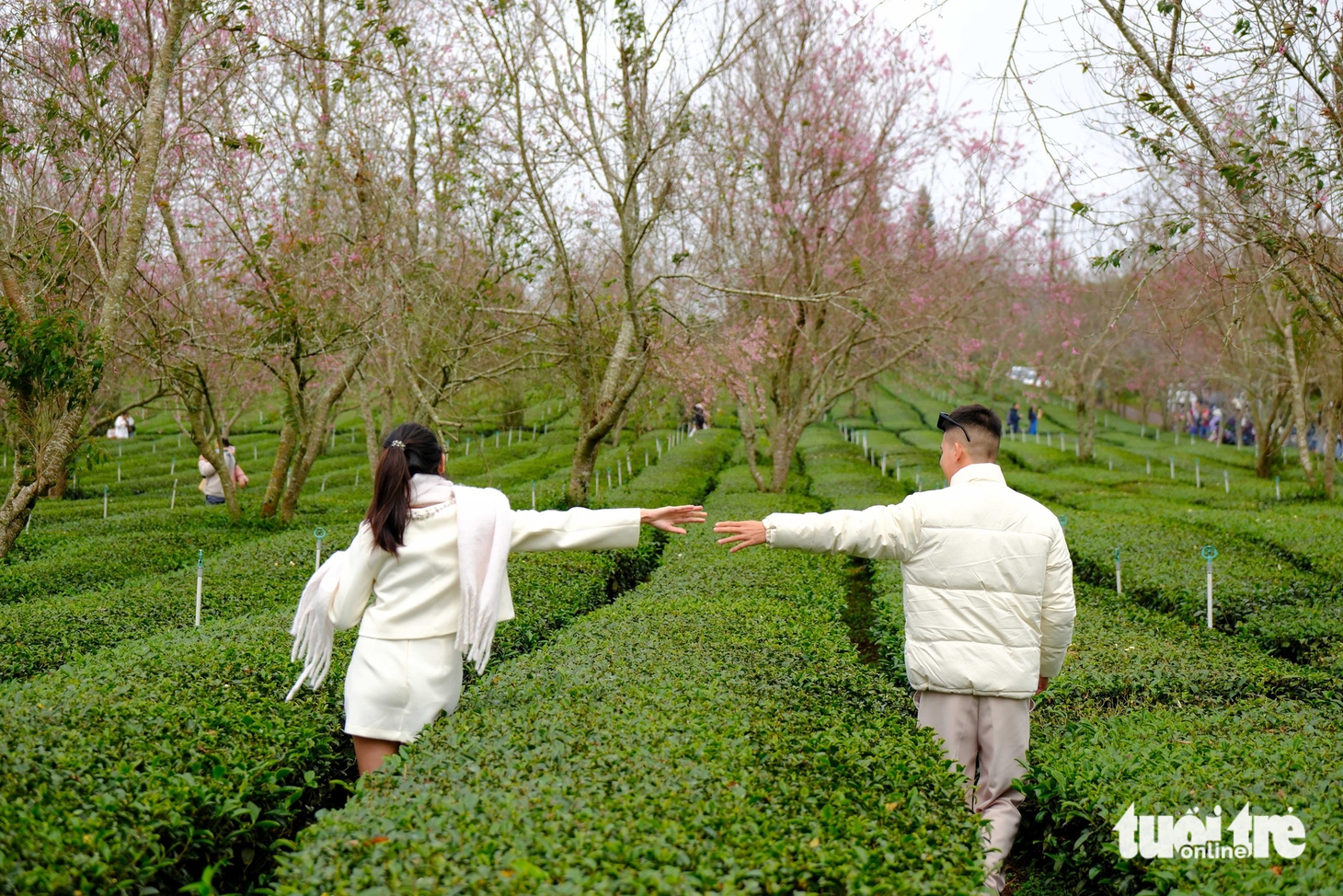 Mùa mai anh đào Đà Lạt nở sớm ở khu Cầu Đất, nội ô lác đác hồng - Ảnh 4.