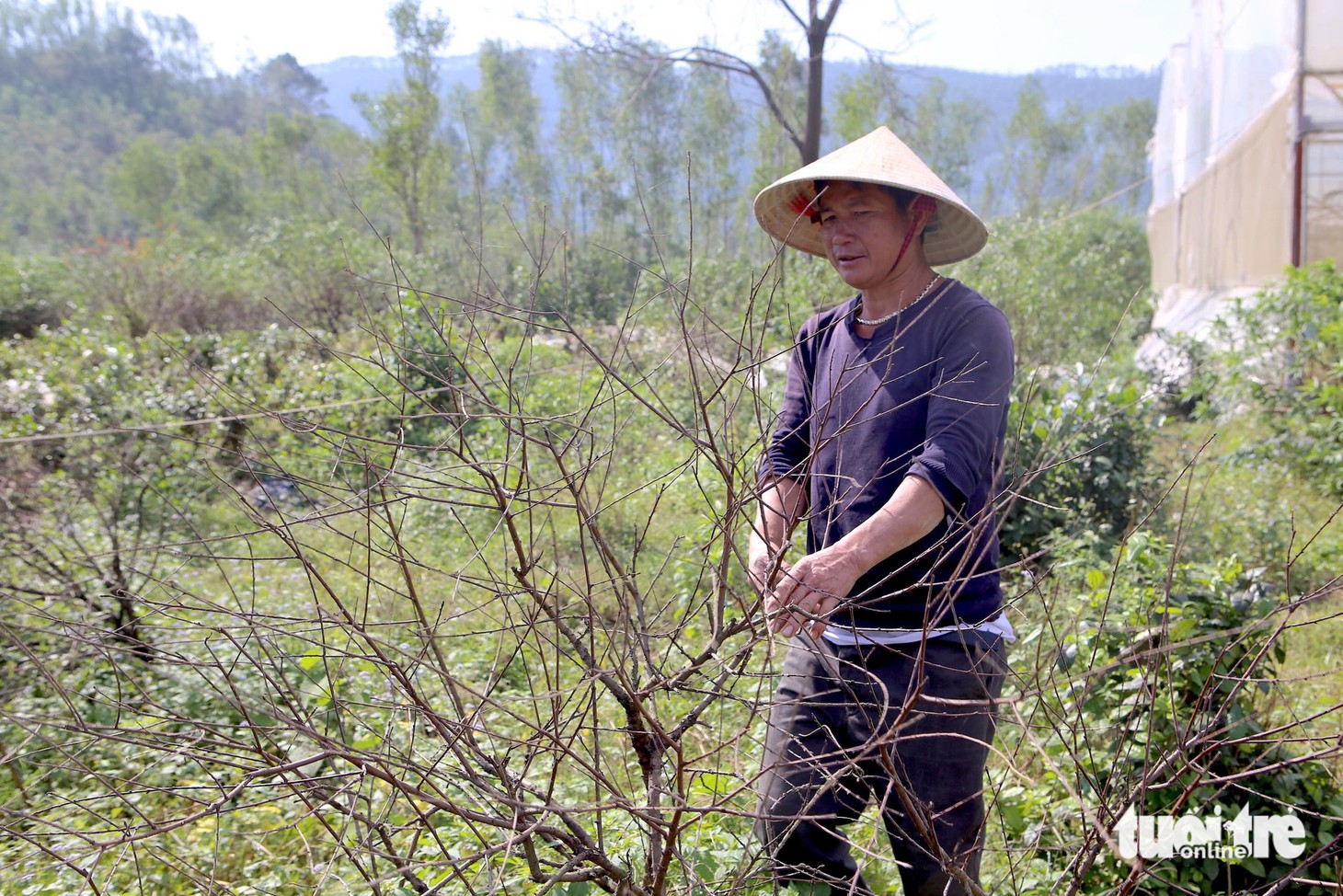 đào phai - Ảnh 7.