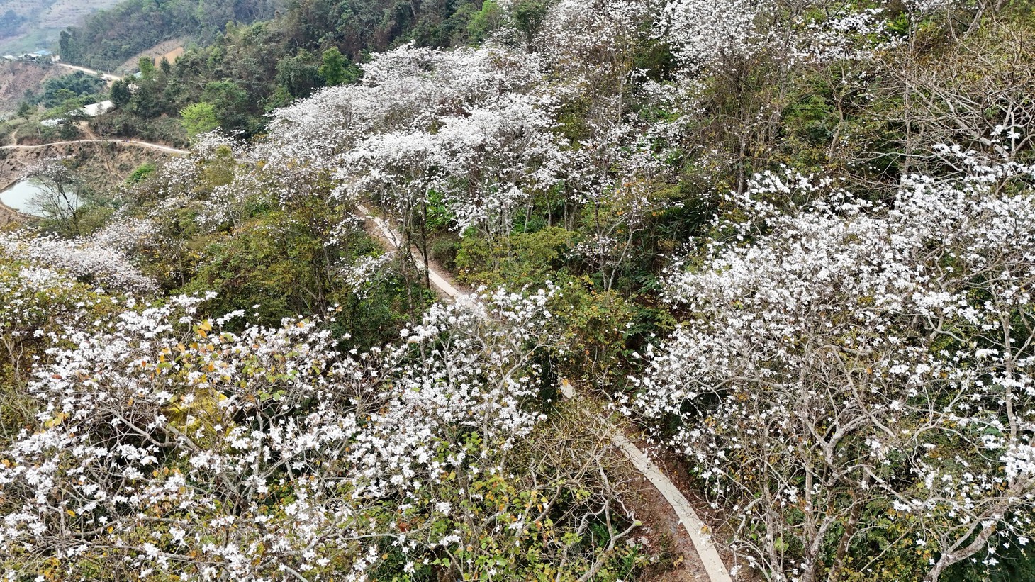 Hoa ban nở trắng trời Nặm Cứm - Ảnh 5.