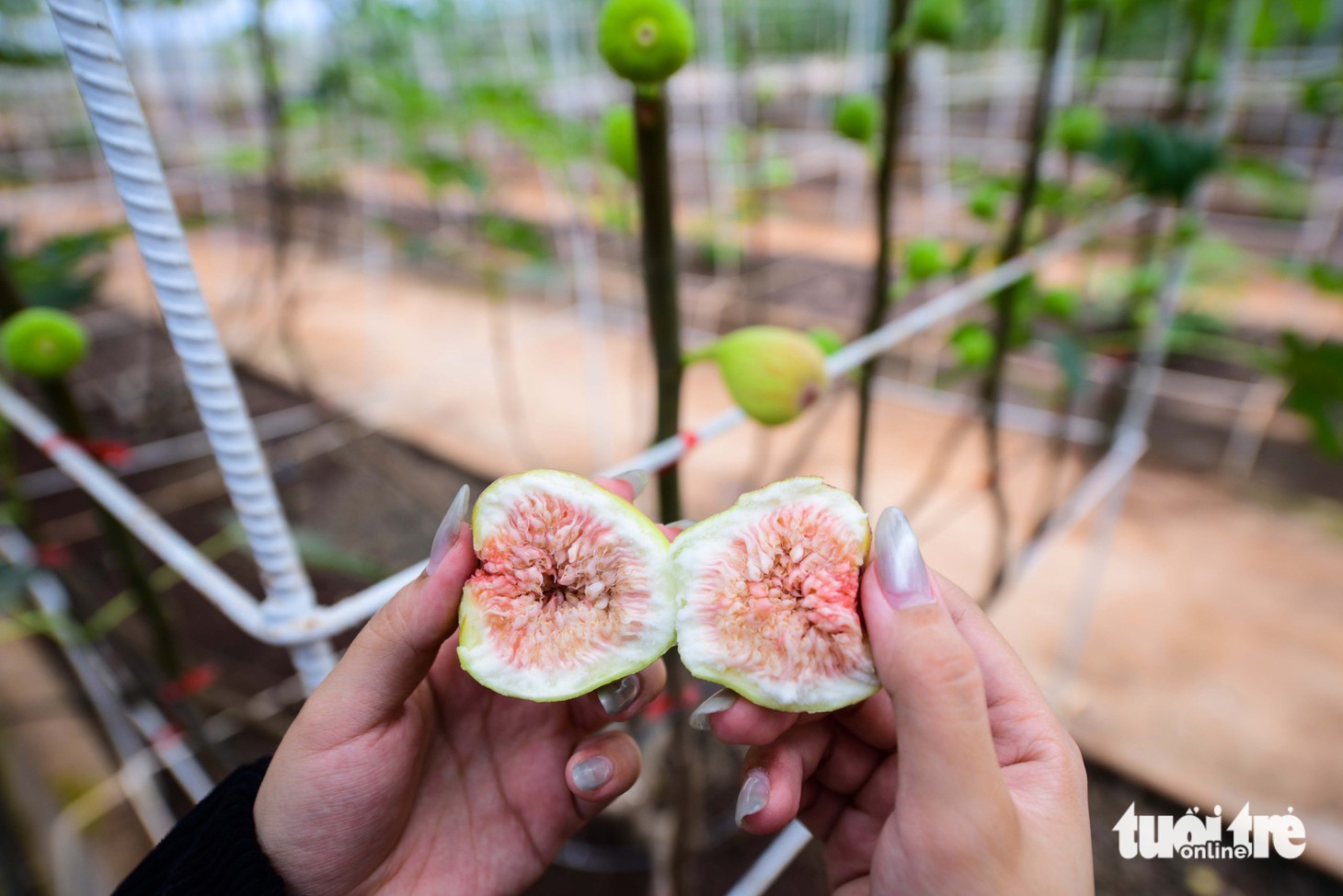 Cuối tuần, trải nghiệm vườn nho, nông trại xanh giữa lòng thành phố - Ảnh 12.