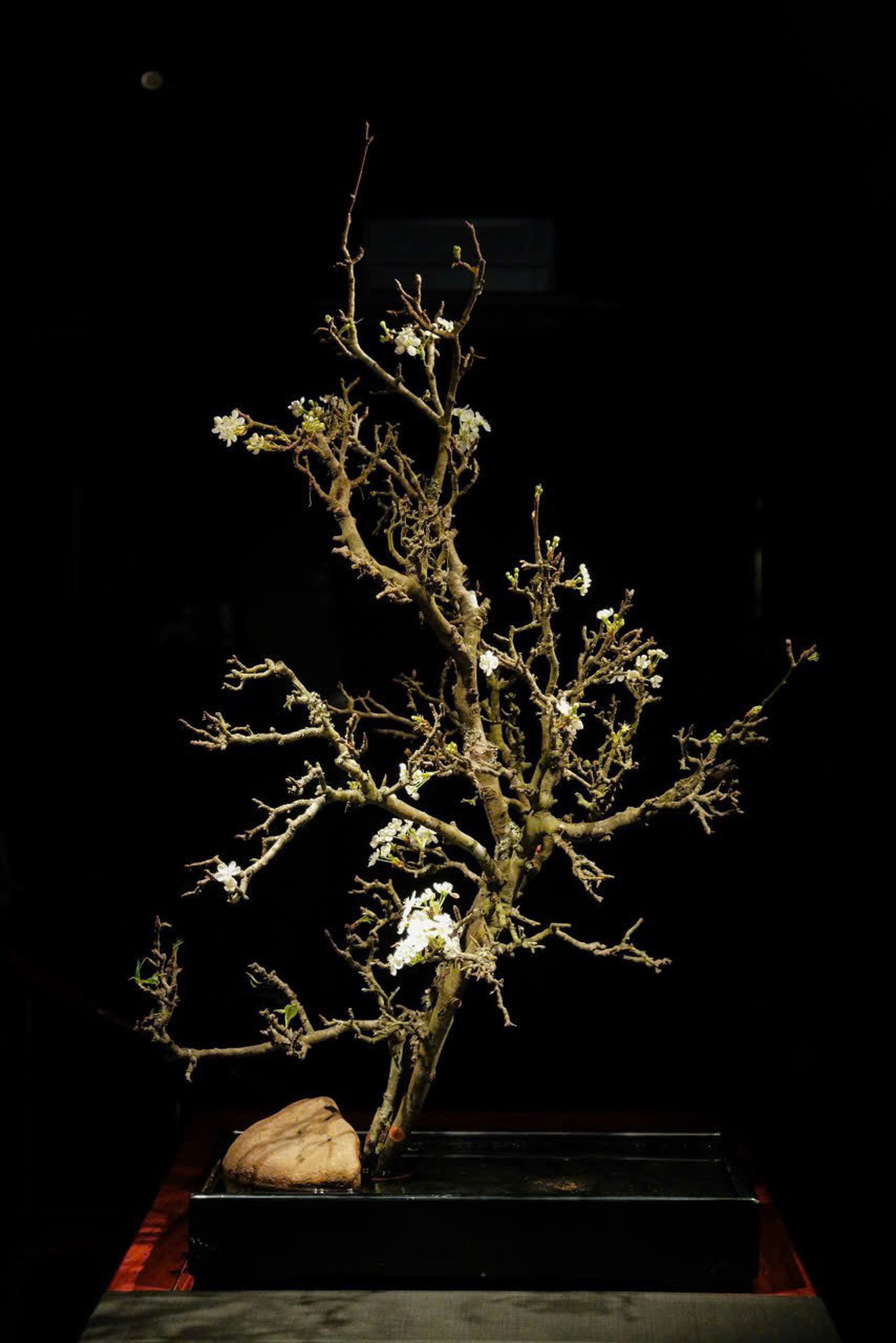 Mê mẩn vườn hoa Ikebana đầy ‘khí chất’ của nghệ nhân Đỗ Thị Thu Phượng - Ảnh 8.