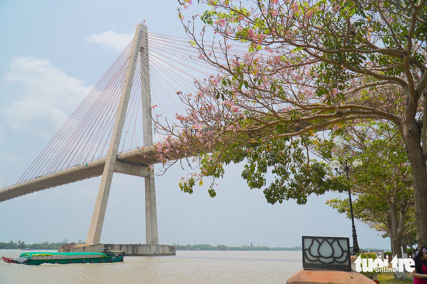 Người dân thích thú với hàng hoa kèn hồng bên dòng sông Tiền - Ảnh 1.