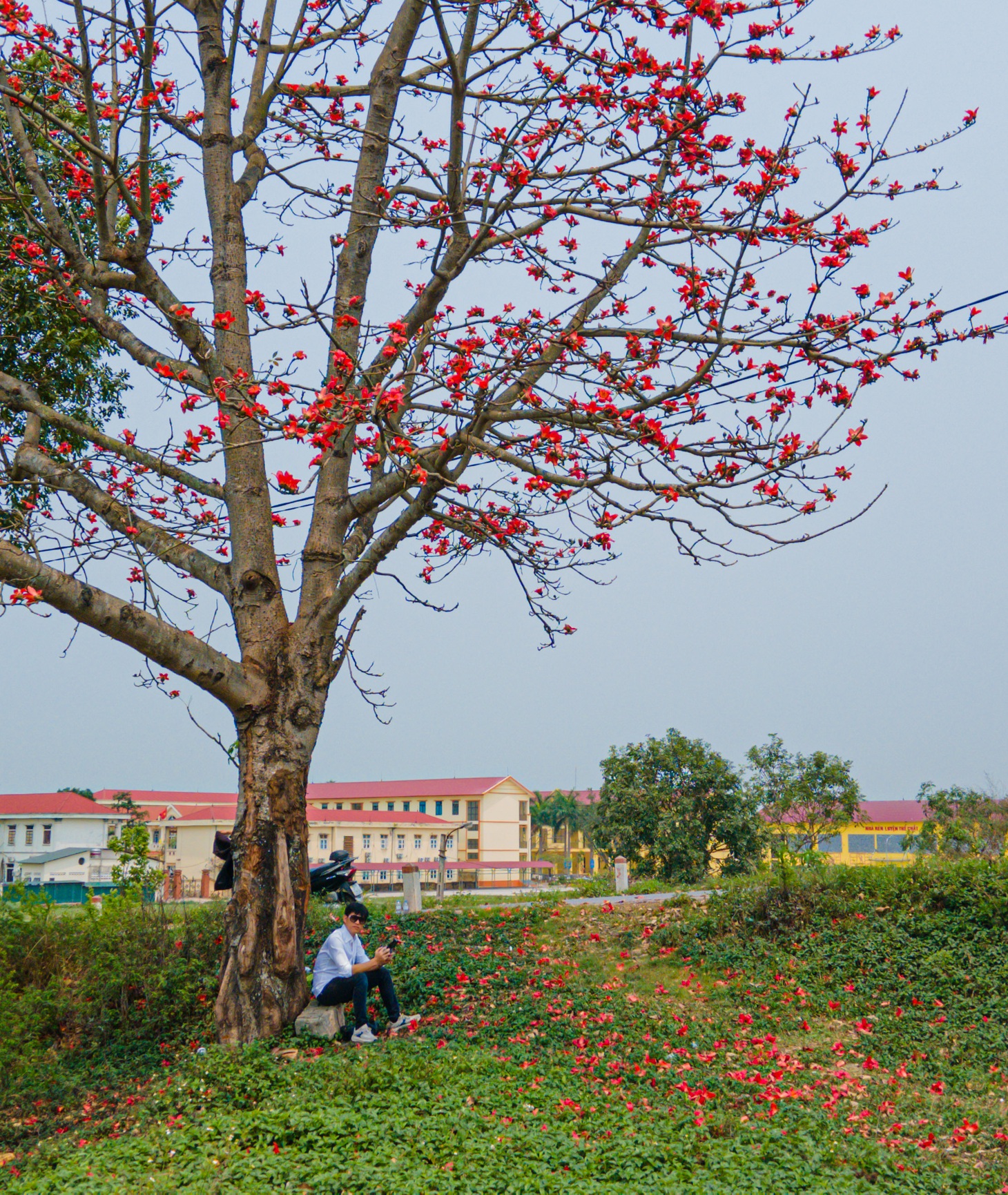 Mãn nhãn với vòm trời rực lửa từ cây gạo cô đơn 40 năm tại Vĩnh Phúc - Ảnh 4.