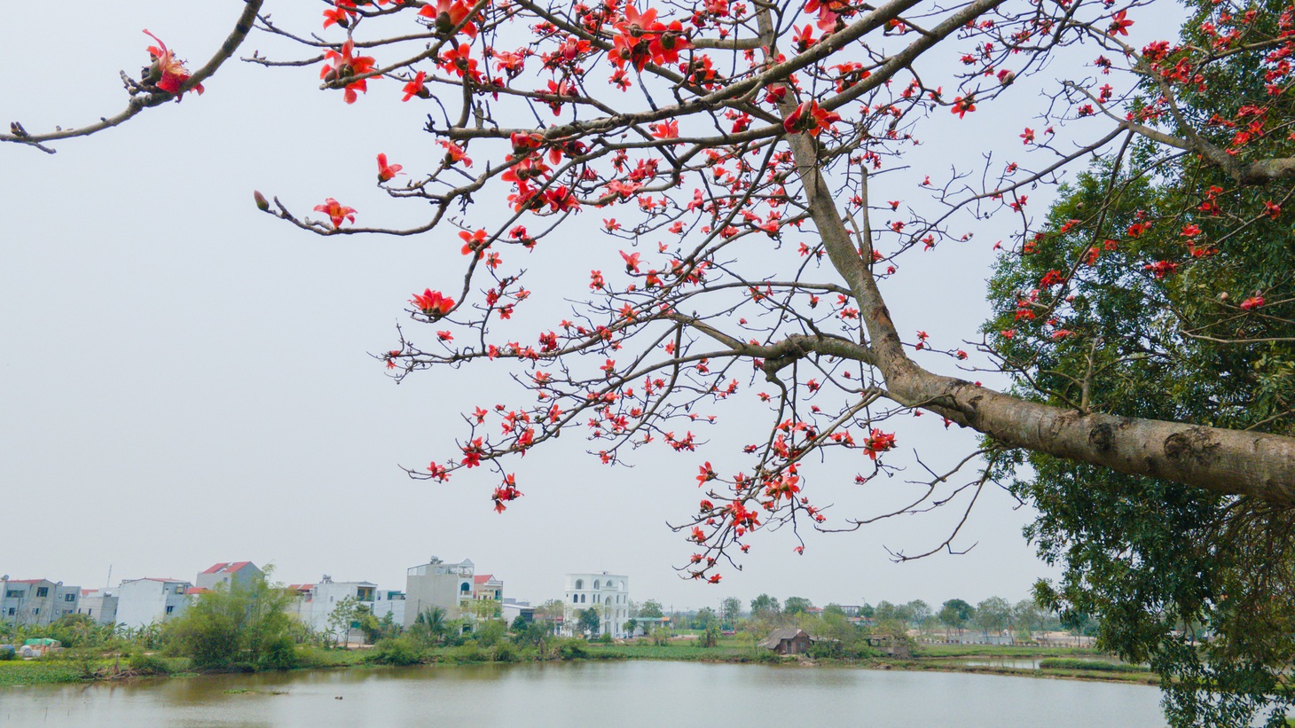 cây gạo - Ảnh 5.