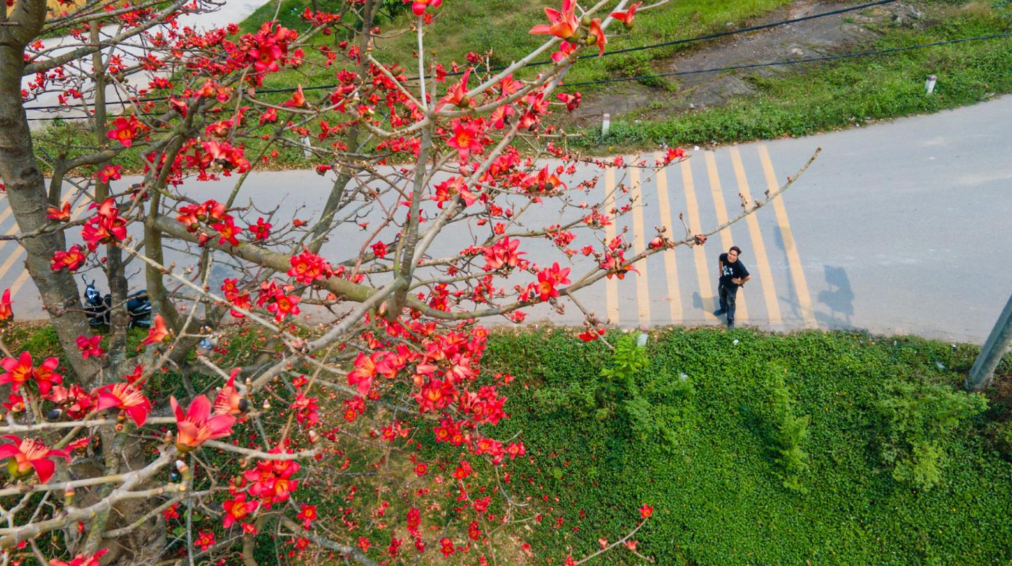 cây gạo - Ảnh 6.