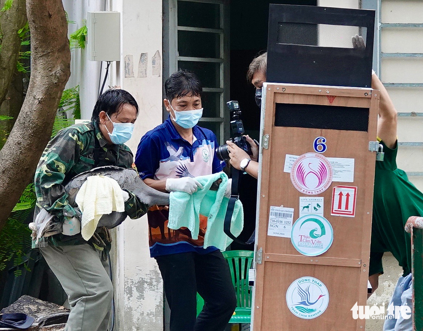 6 con sếu đầu đỏ đã về đến Tràm Chim - Ảnh 5.