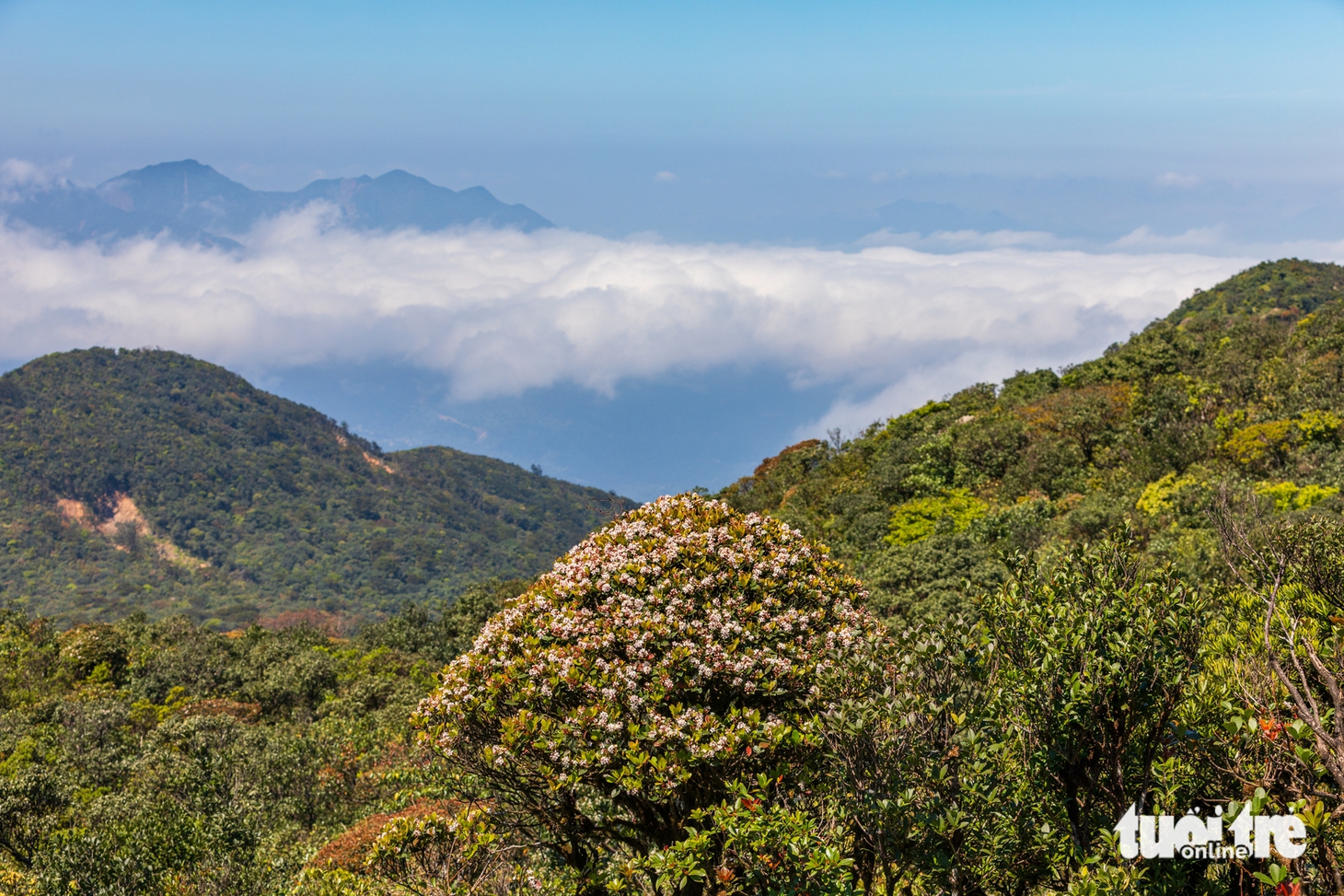 voi mẹp - Ảnh 6.
