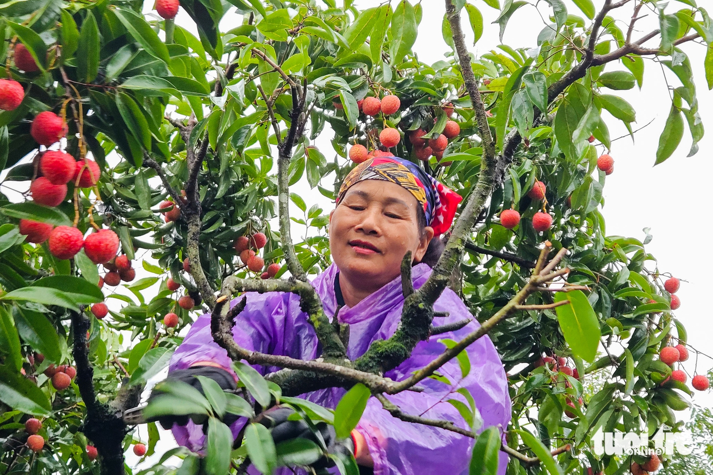 vải thiều - Ảnh 4.