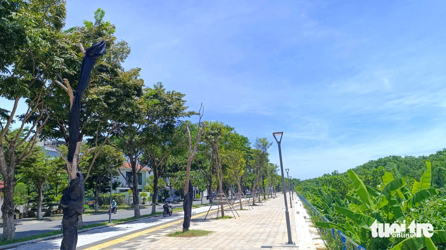 cây xanh - Ảnh 5.