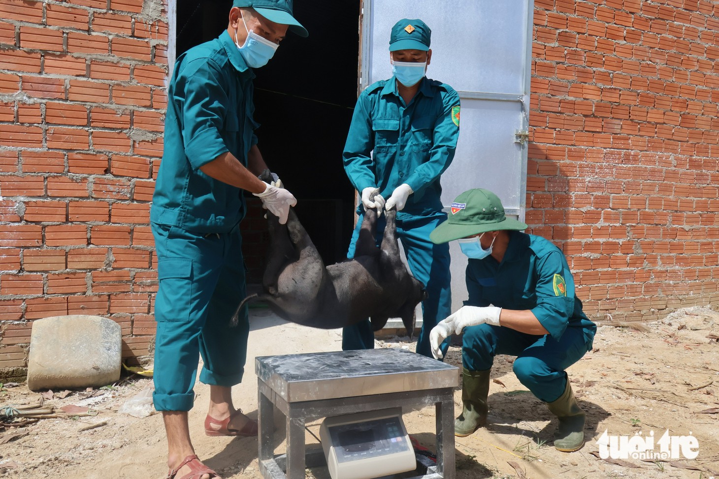 dịch tả châu Phi - Ảnh 2.
